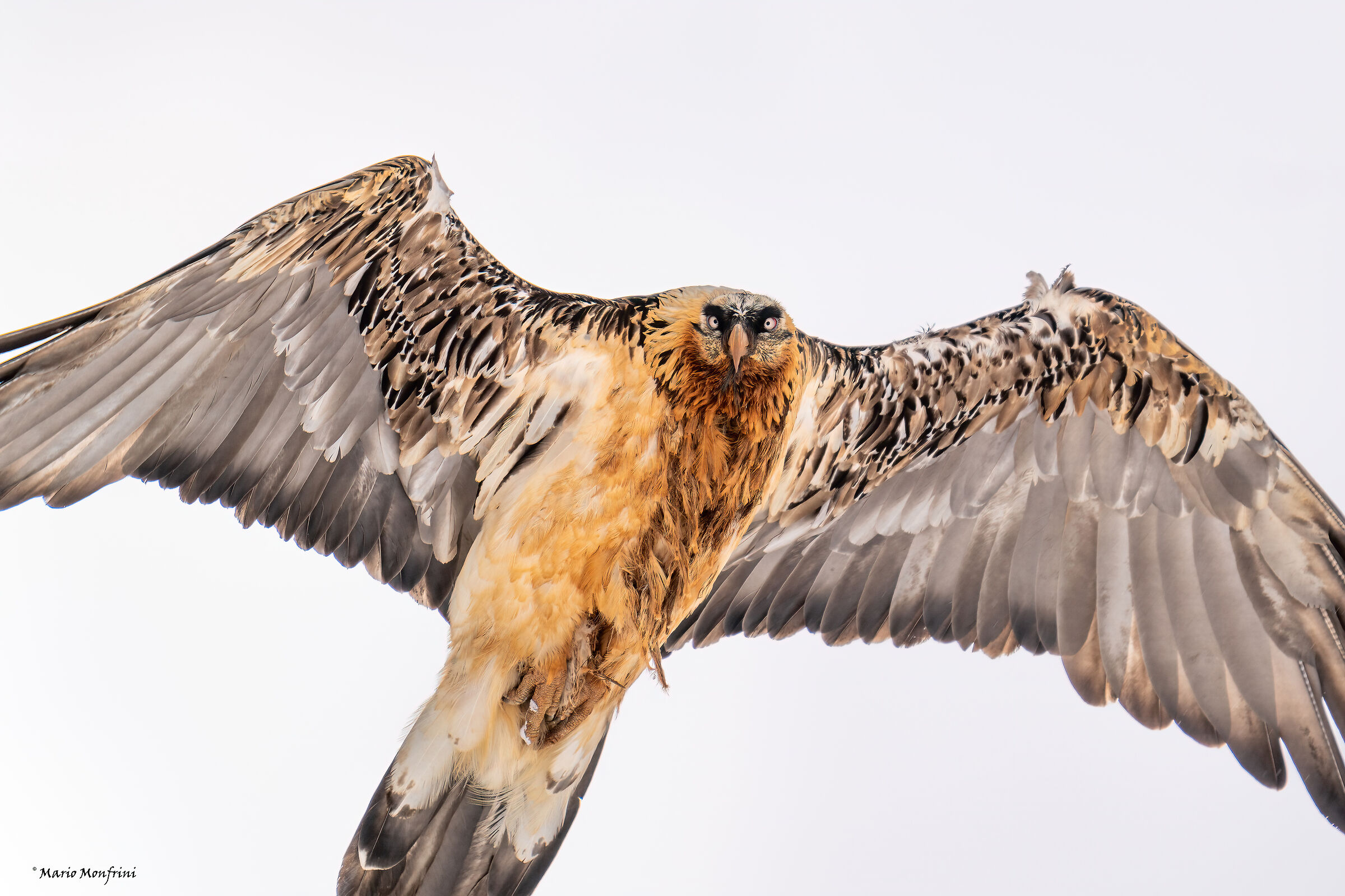 Bearded vulture "Face to face"