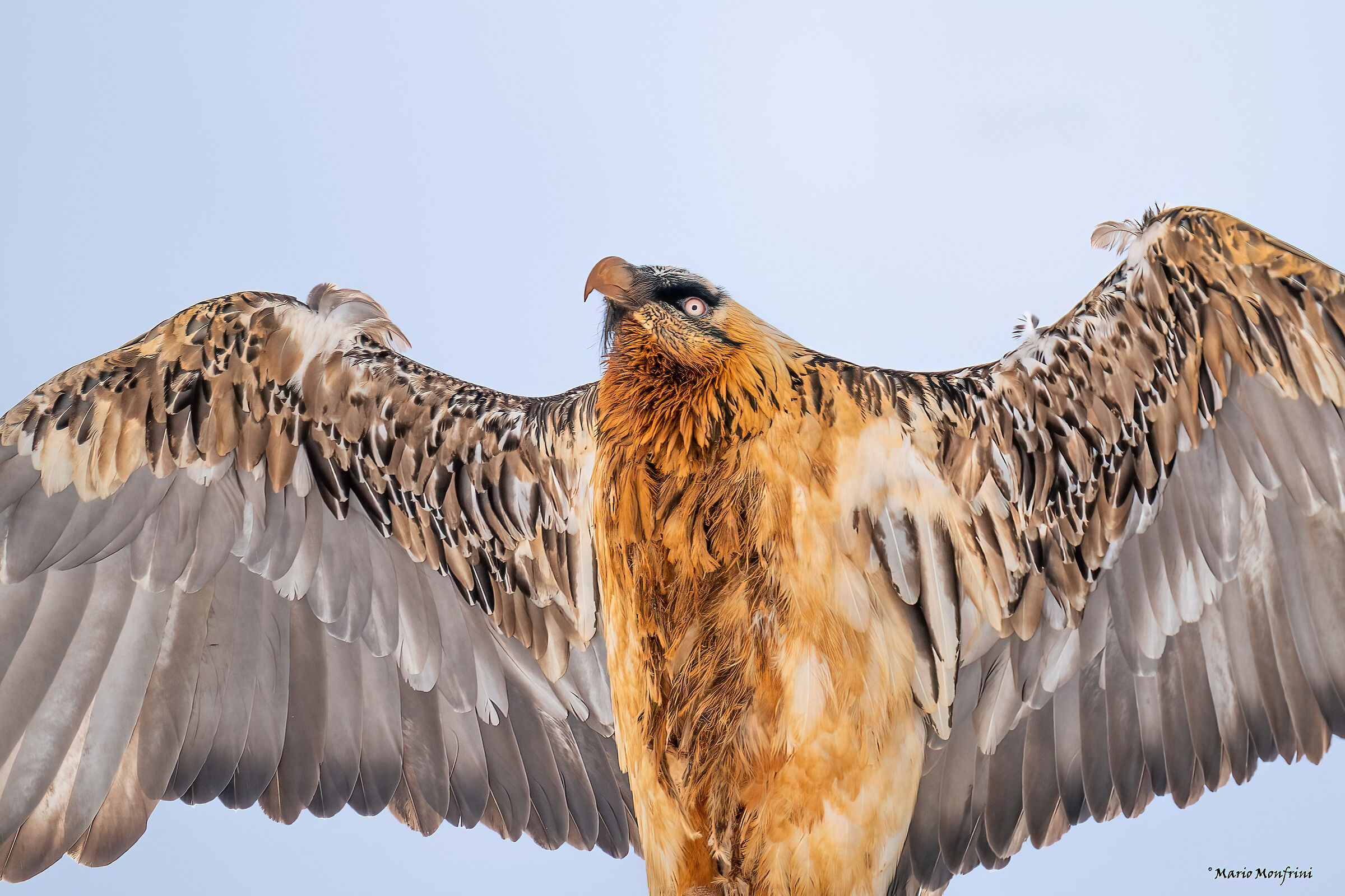 bearded vulture too close!