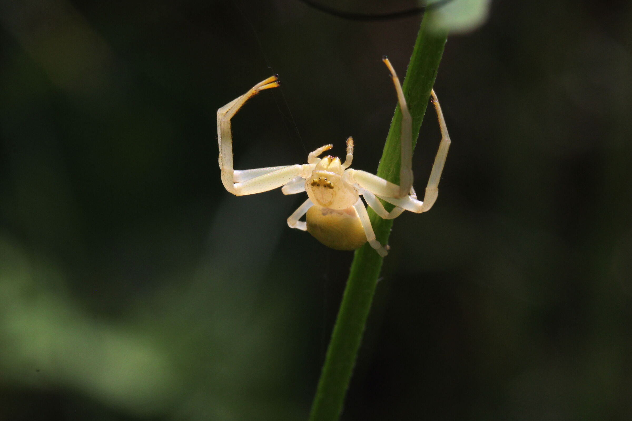 ragno  Misumena  vatia