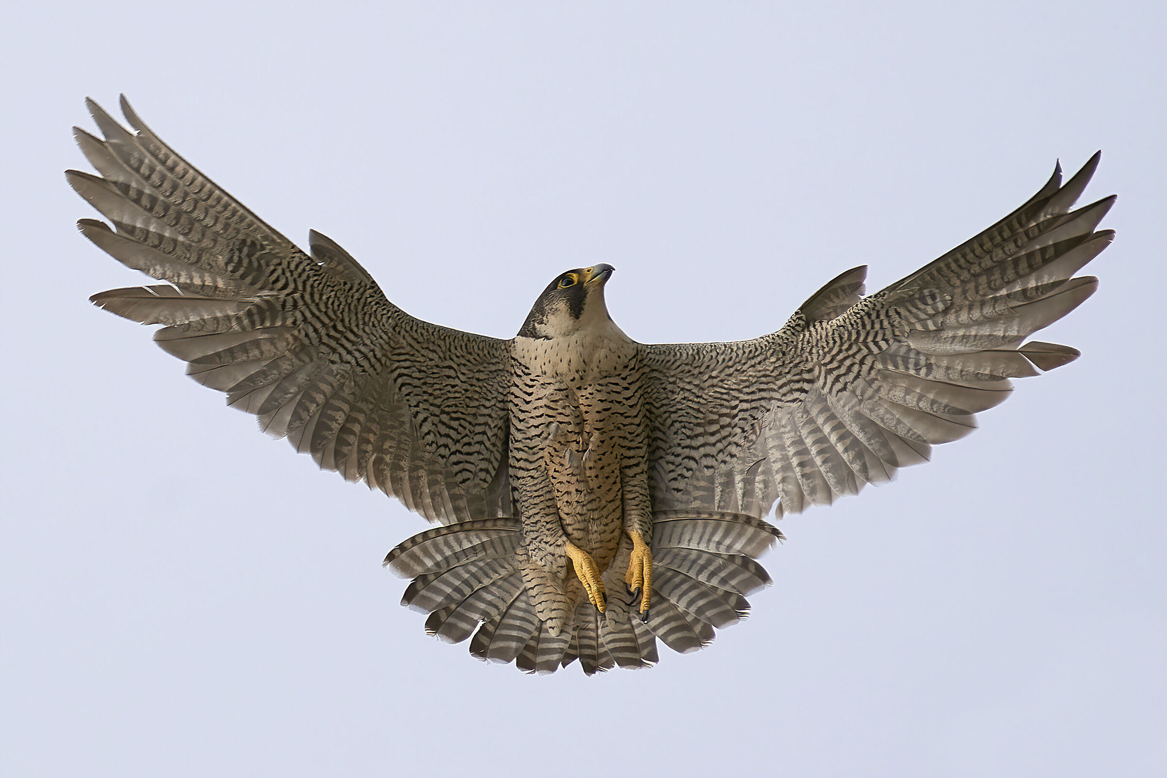 peregrine