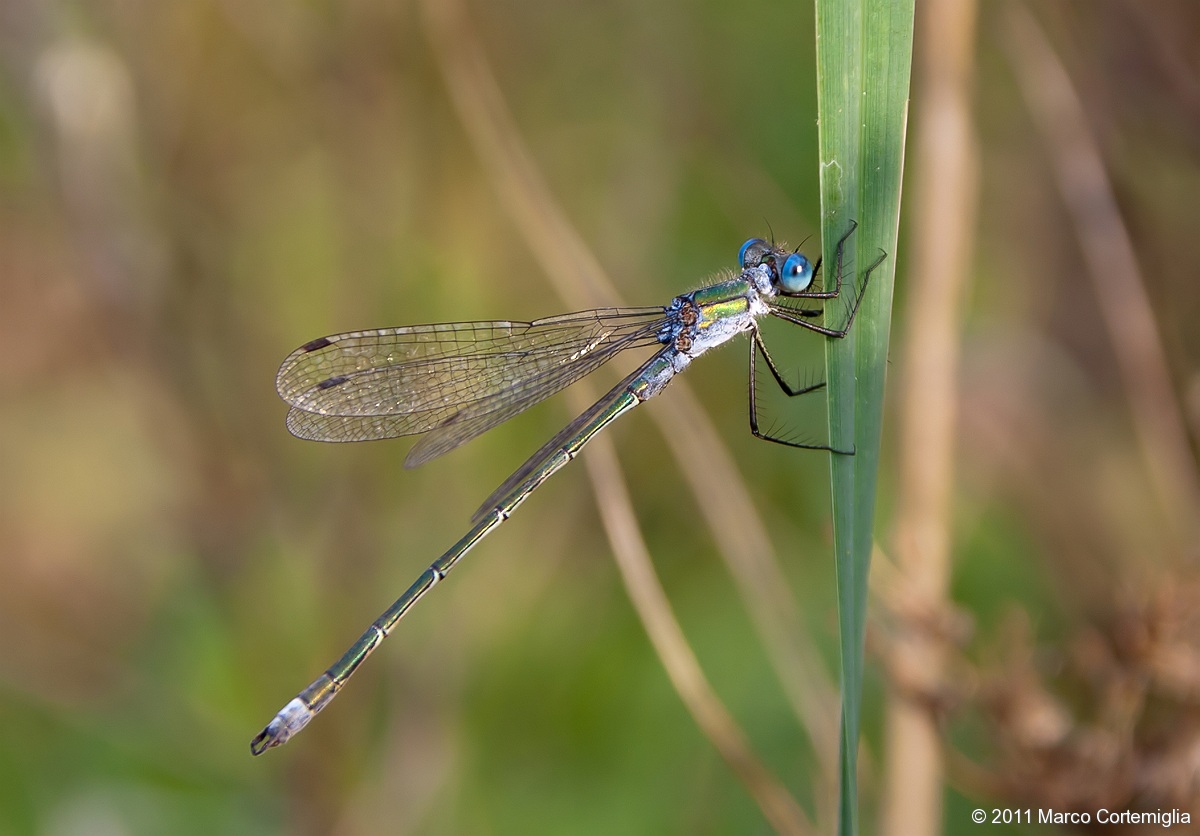 Lestes sponsa