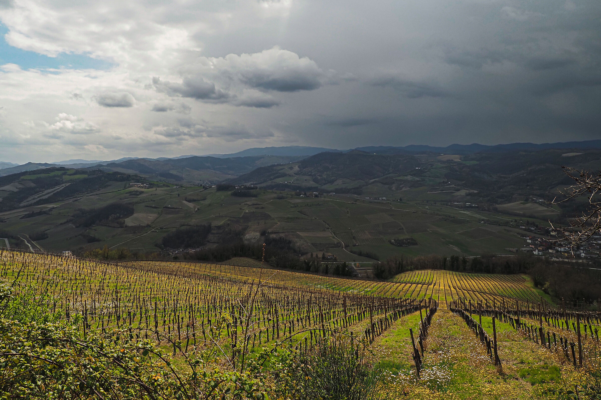 Vigneti primaverili