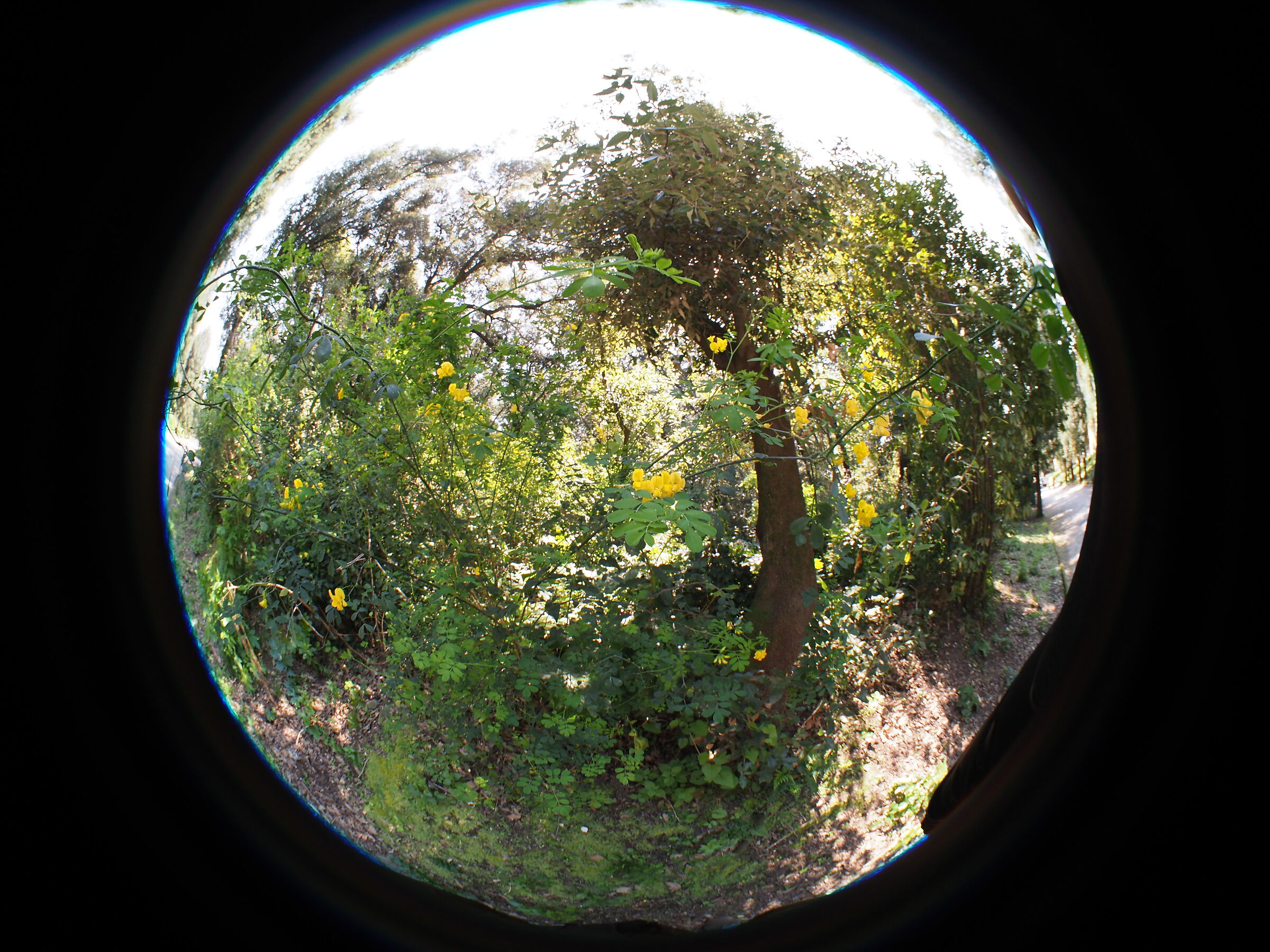 In the woods