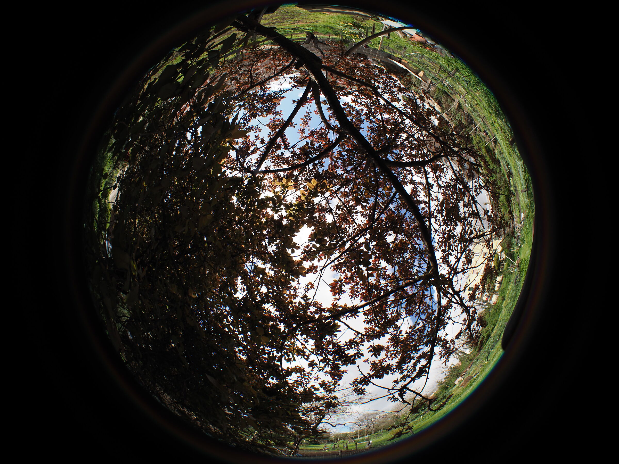In the shade of the prunocerase