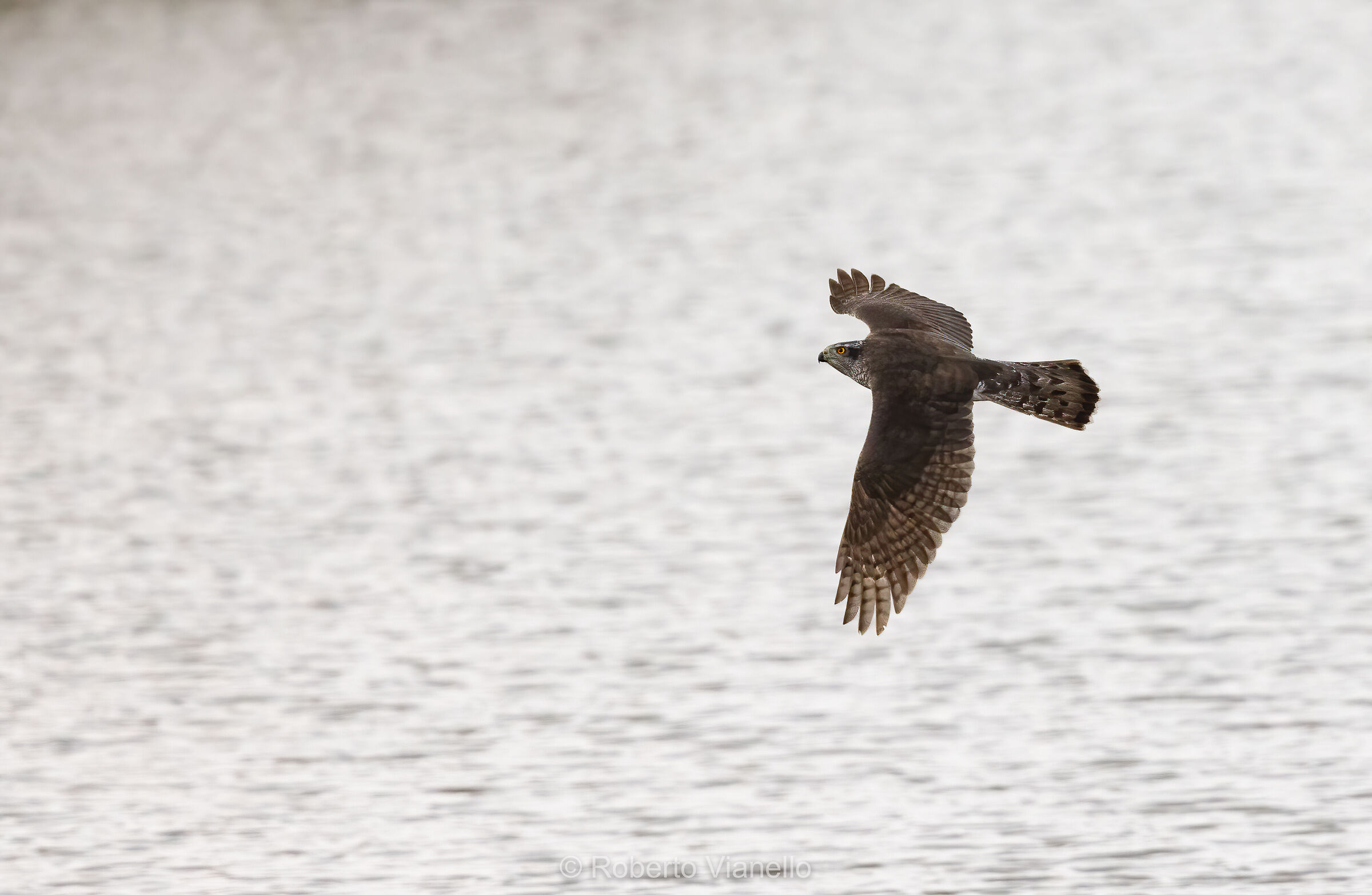 Astore (Accipiter gentilis)