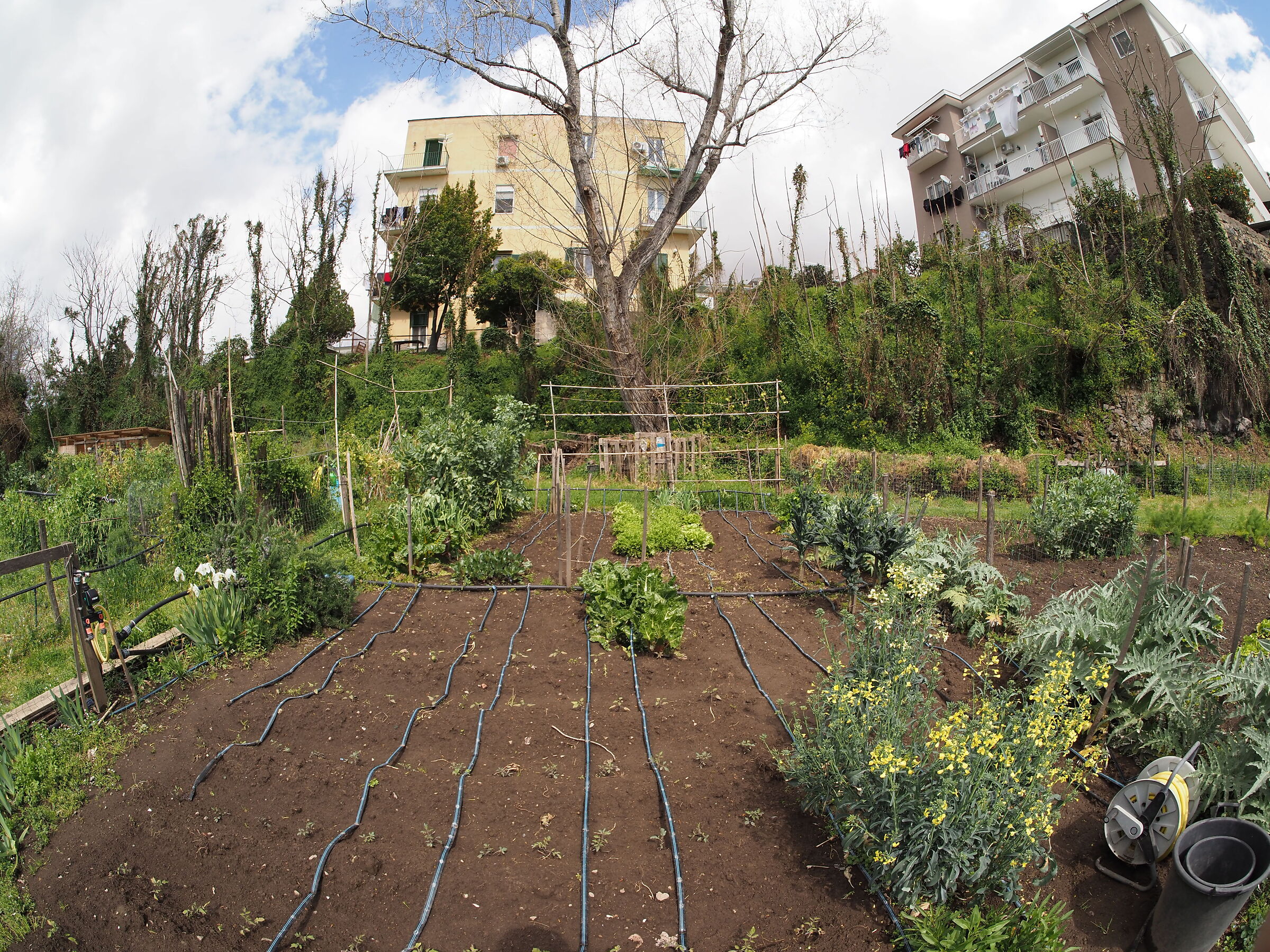 Vegetable garden with Samyang