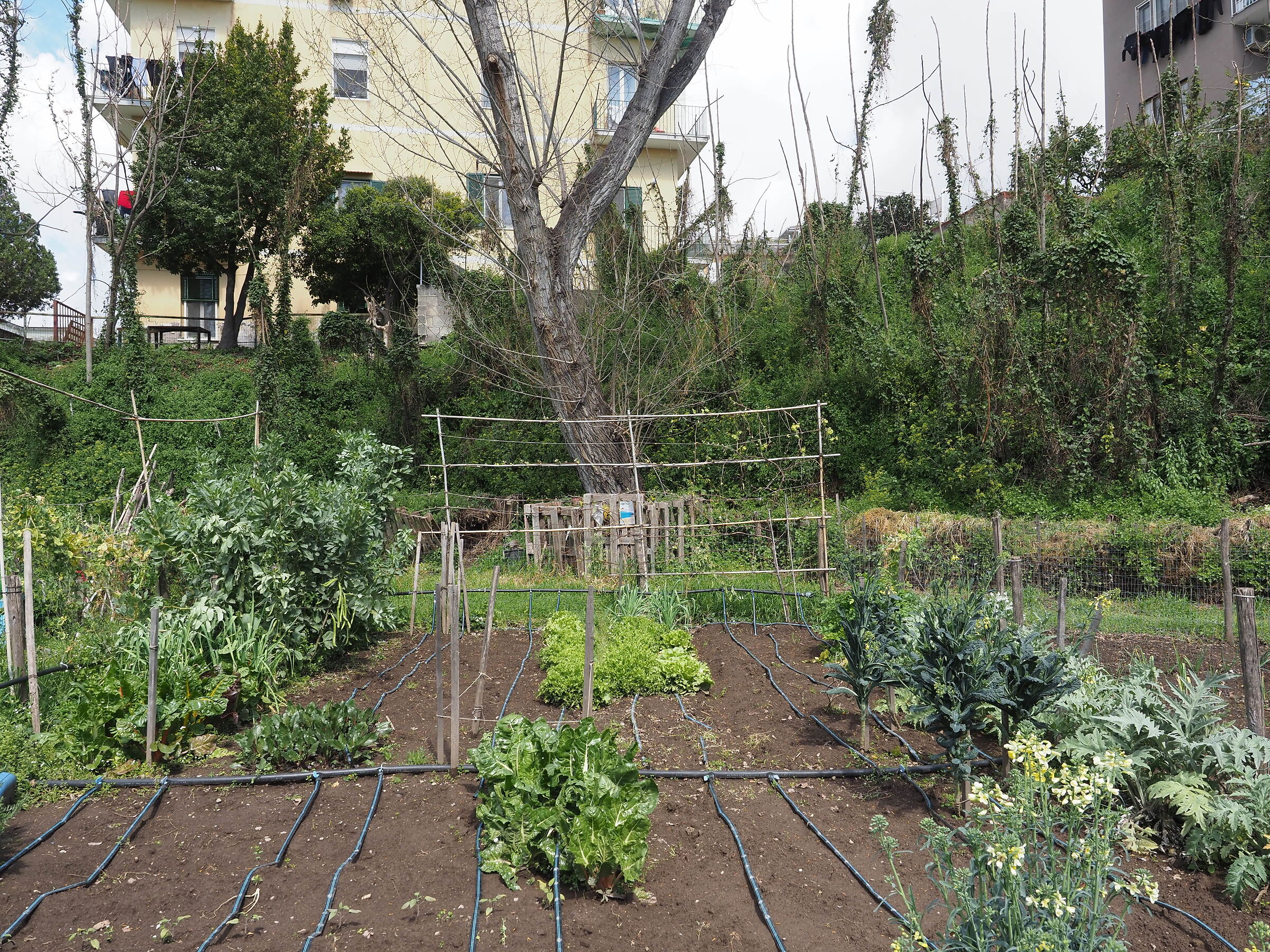 Vegetable garden with Oly 12-40