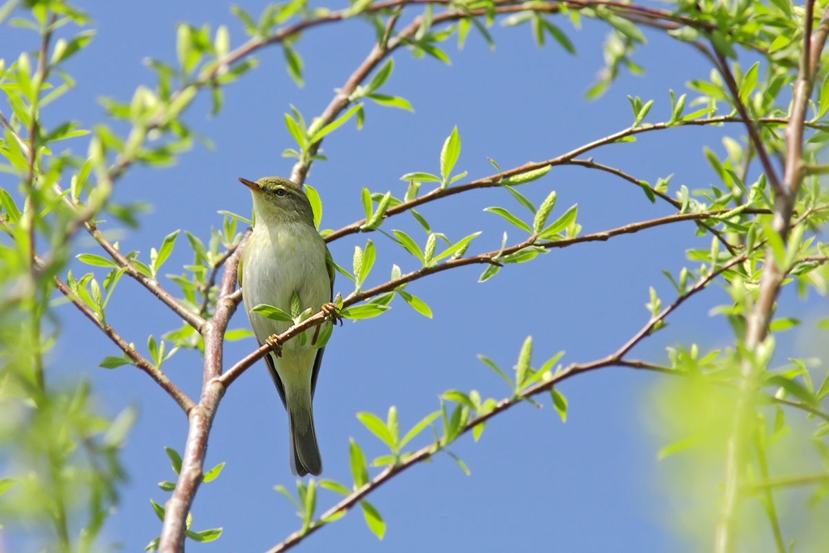 Luì piccolo, un po' più vicino