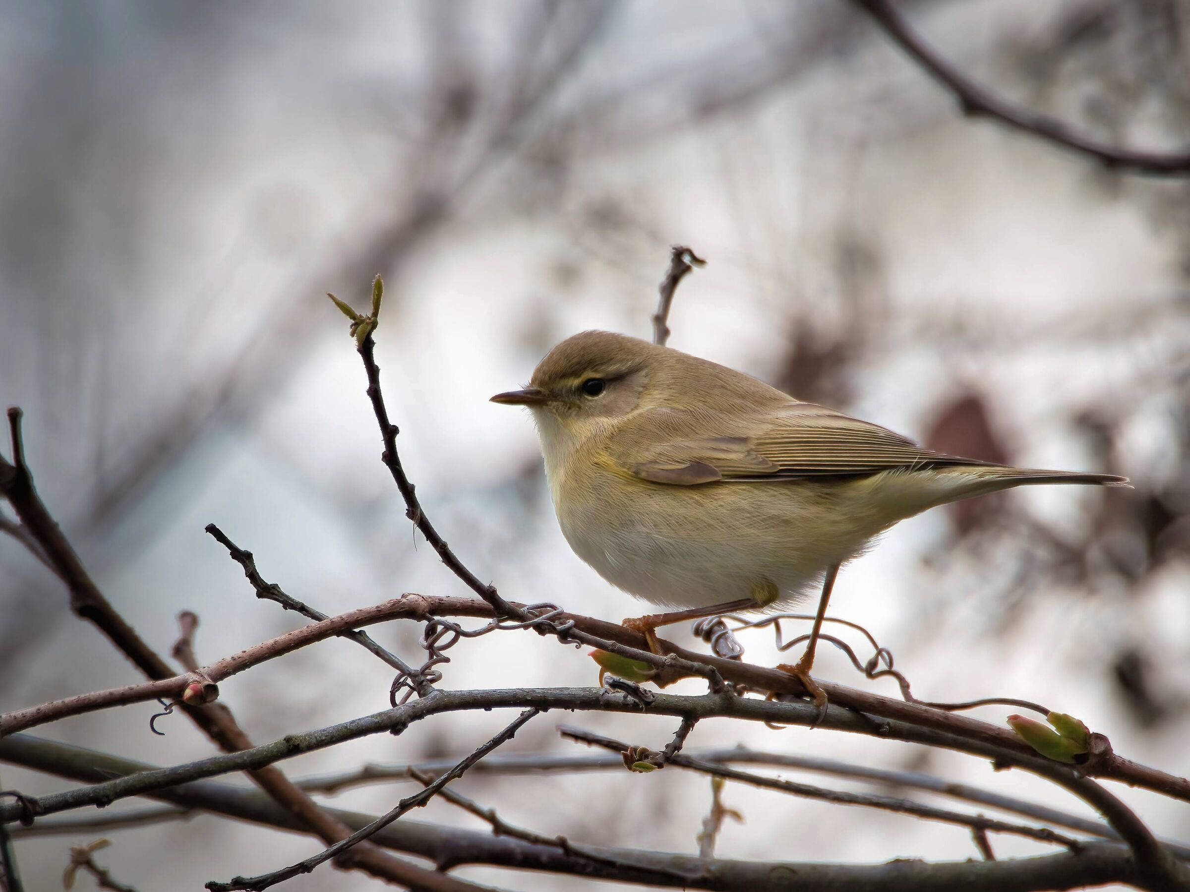 Chiffchaff