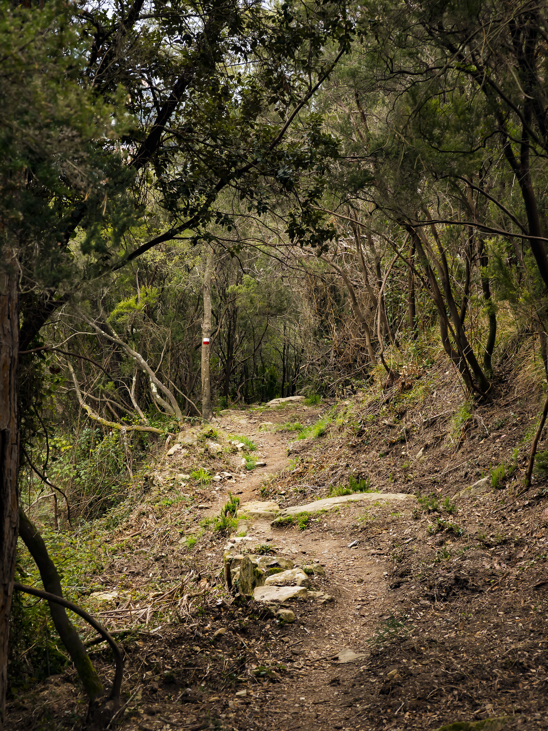 Levanto Monterosso Trail
