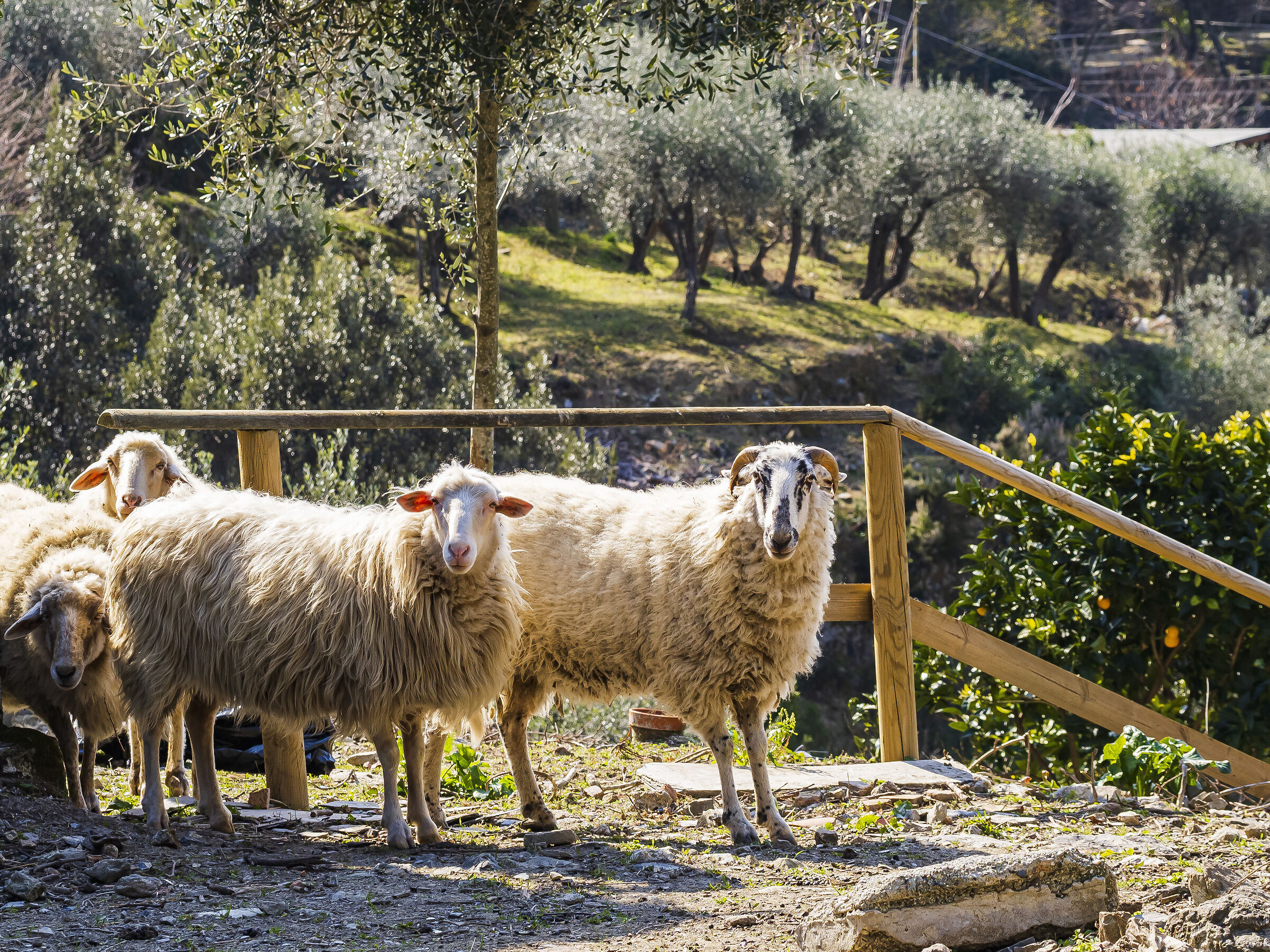 Levanto Monterosso Trail