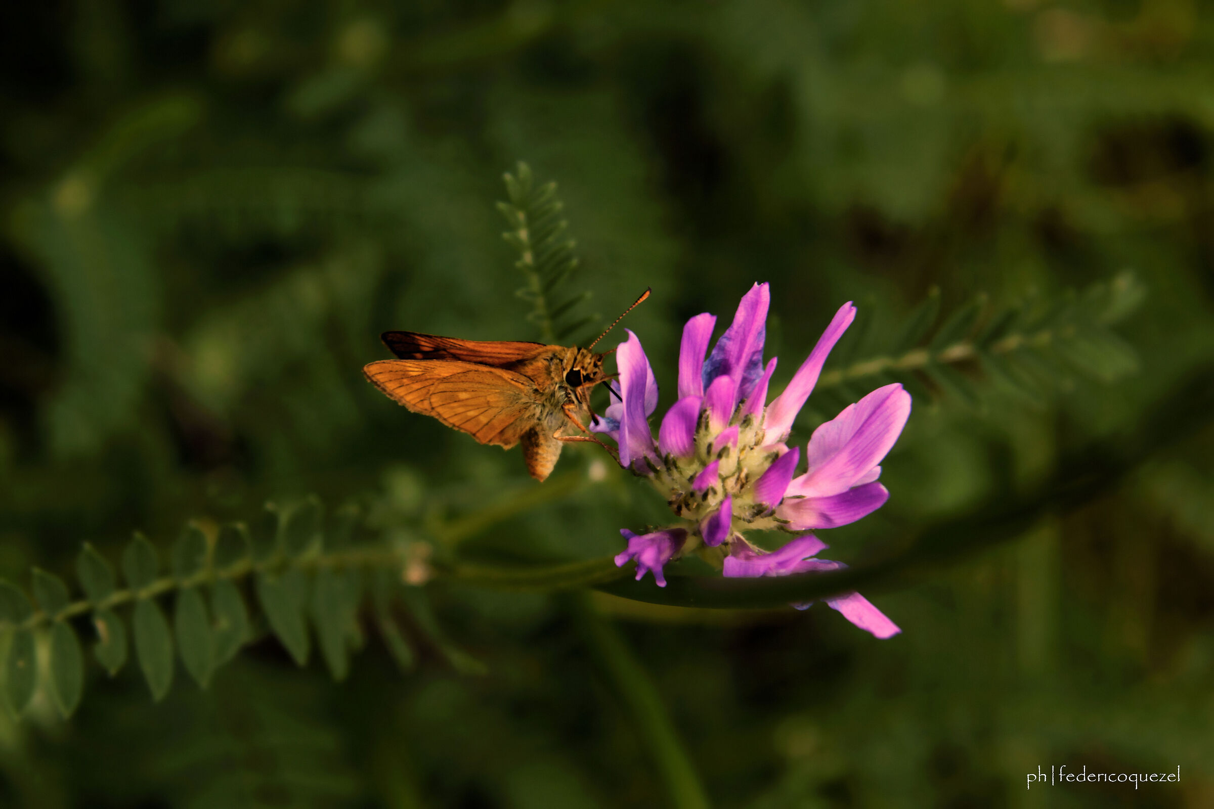 Ochlodes sylvanus / Astragalus