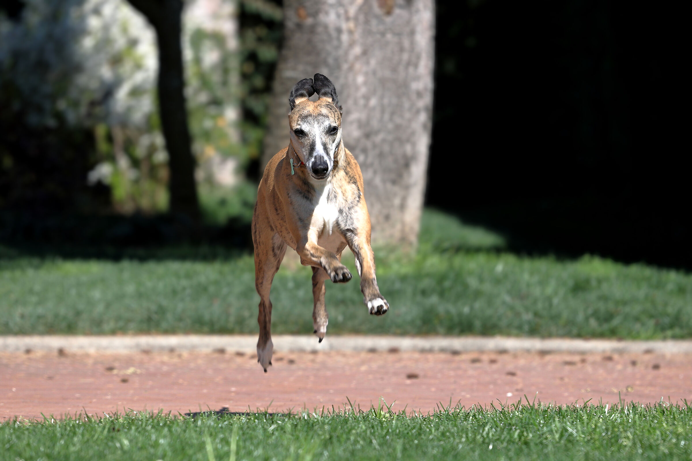 Primi scatti con R6 - Whippet Tundra