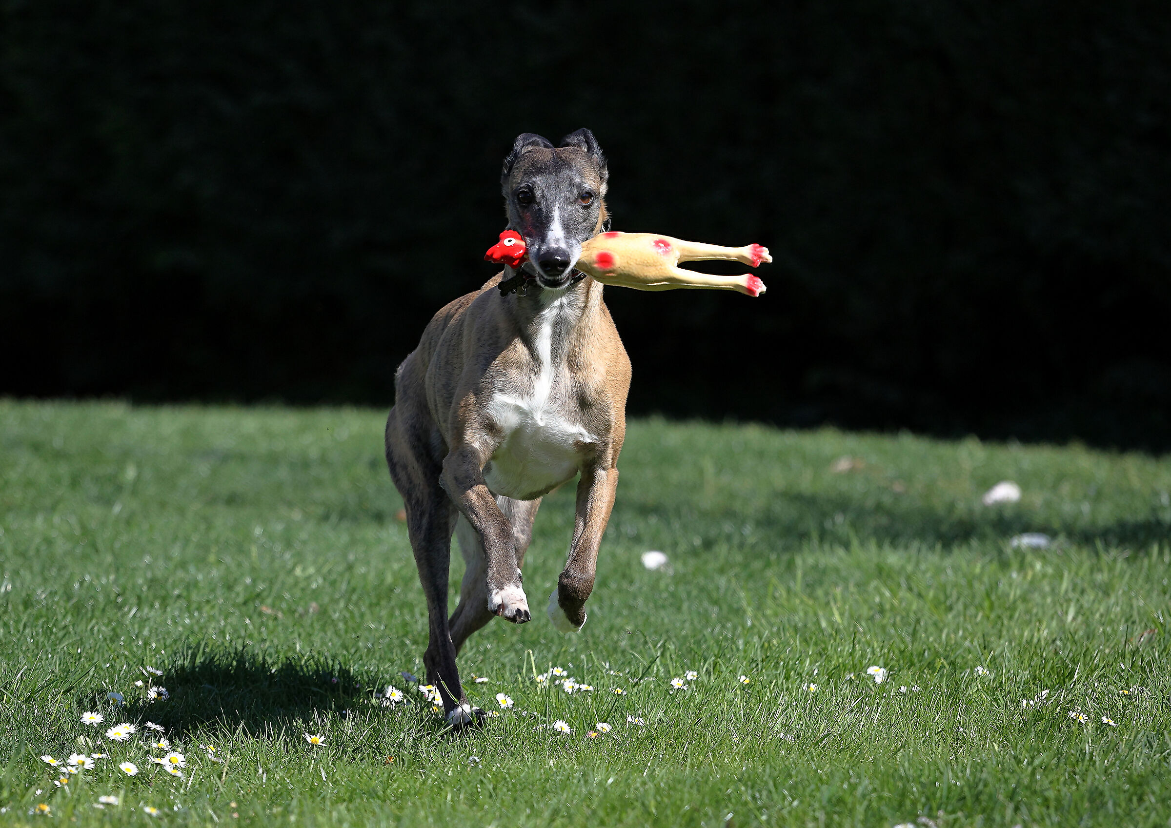 Primi scatti con R6 - Whippet Zuma