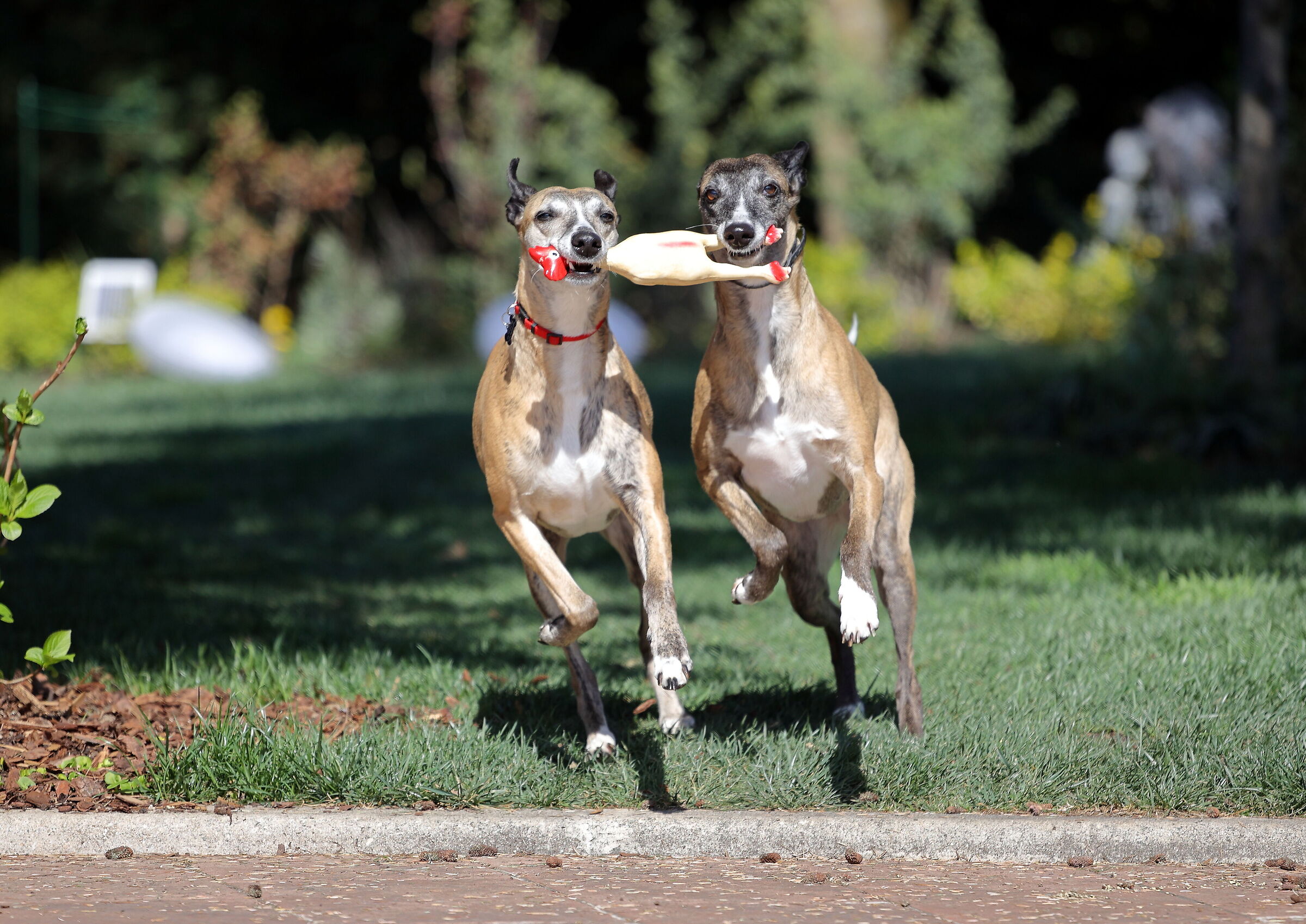First shots with R6 - Whippet