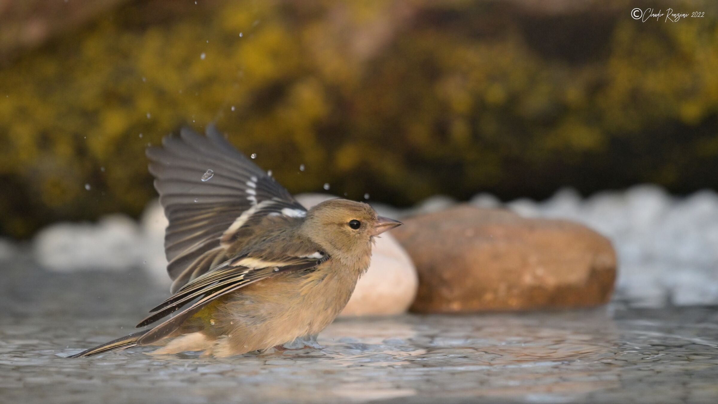 female chaffinch at the bath