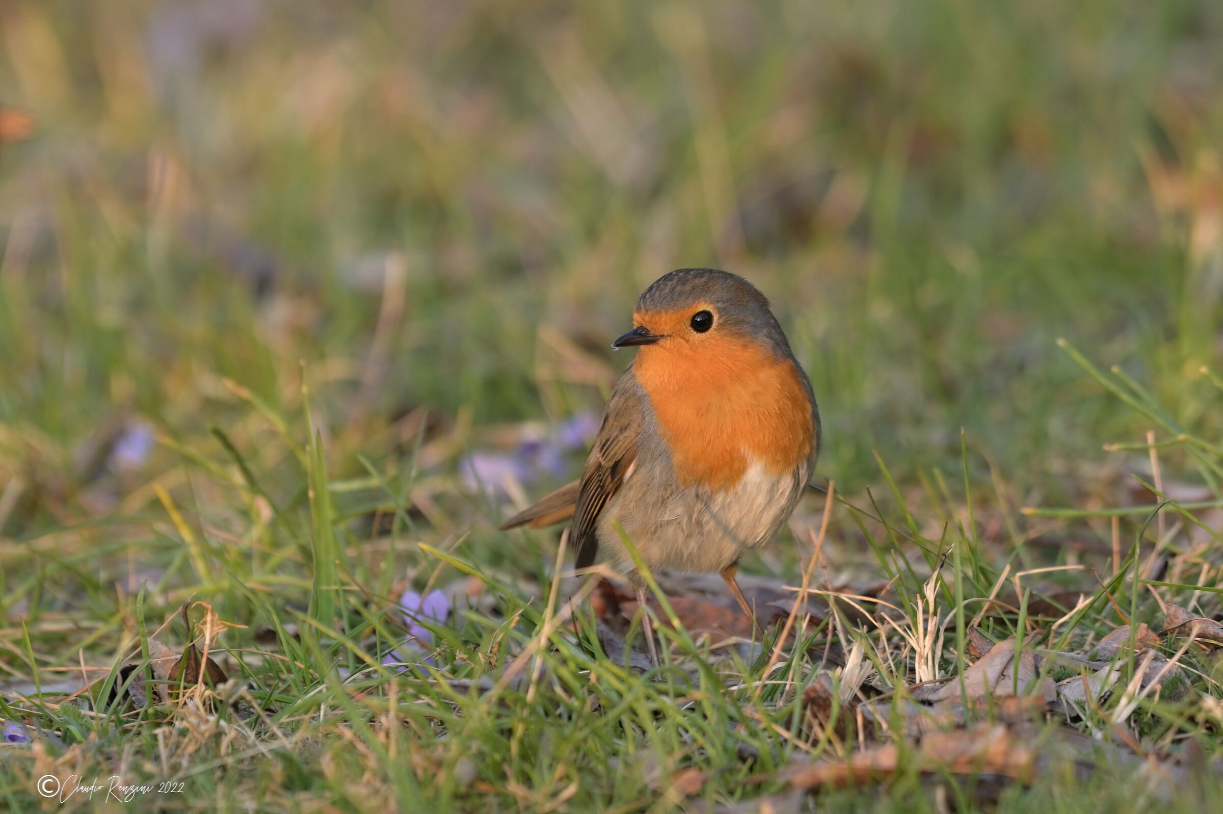 robin