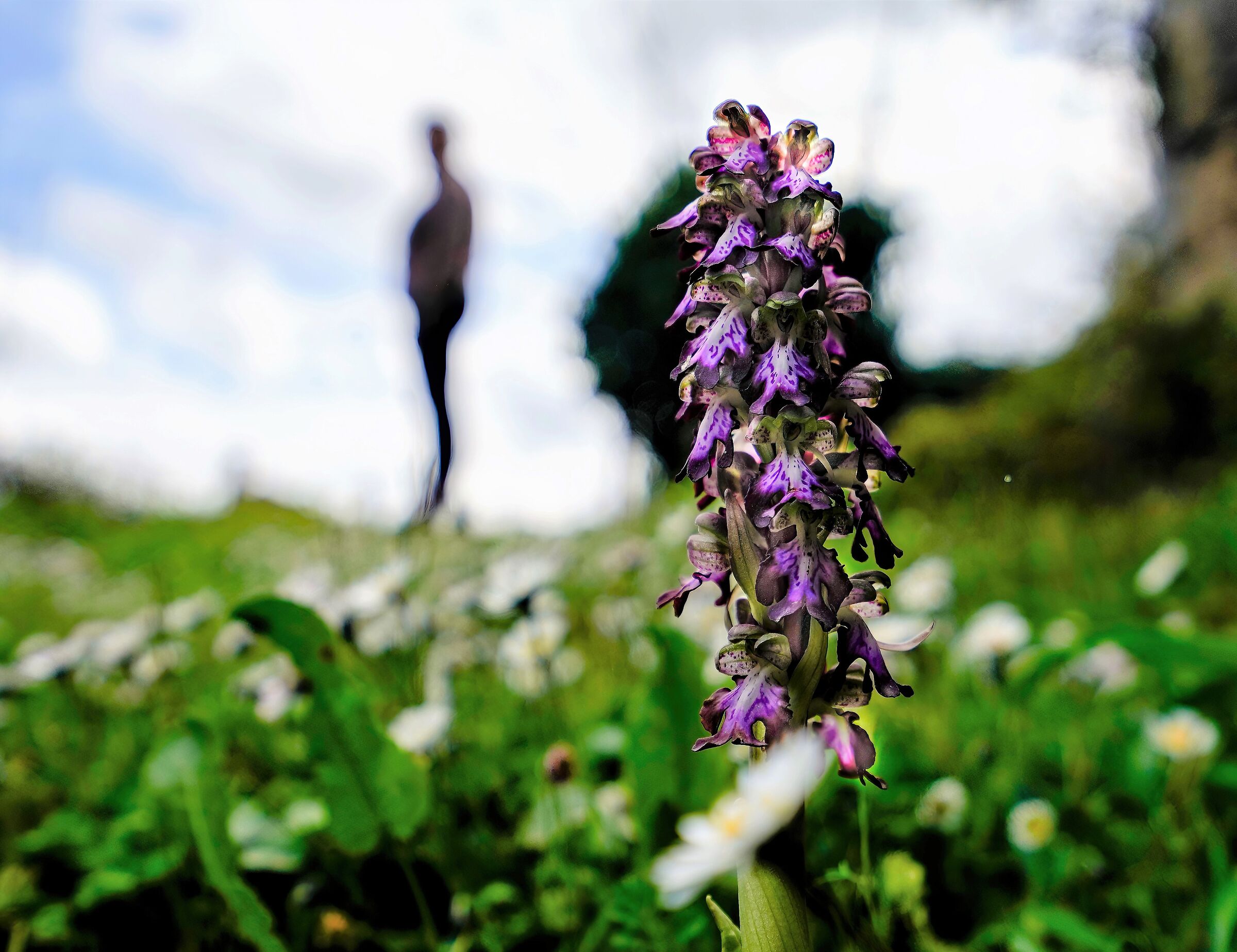 Wild orchid..