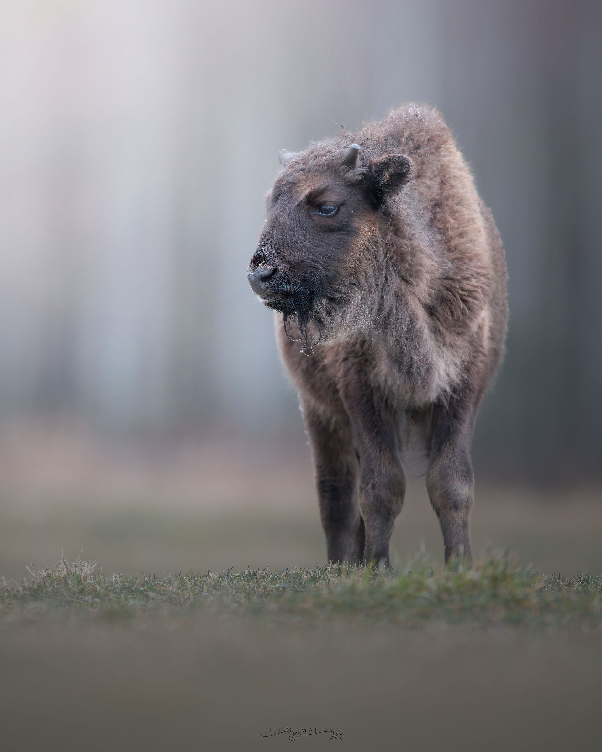 Little Bison