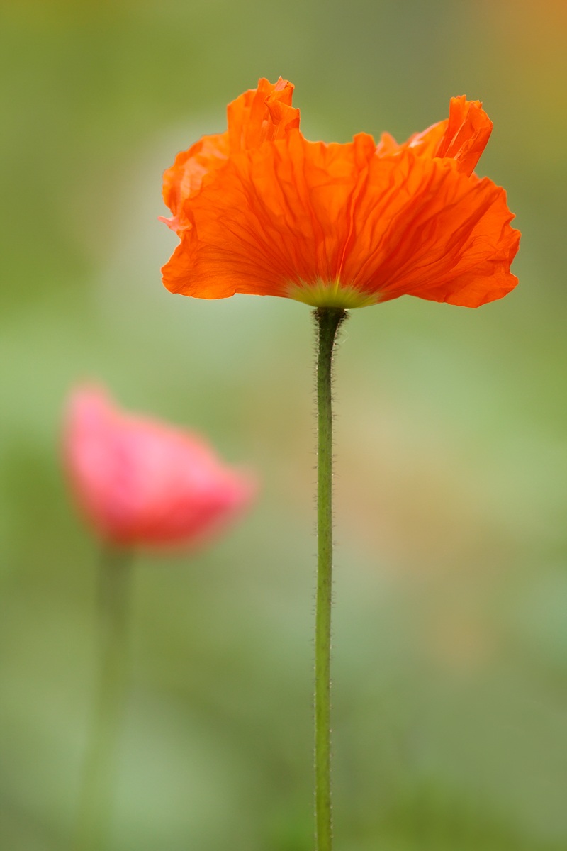 Mania di protagonismo.