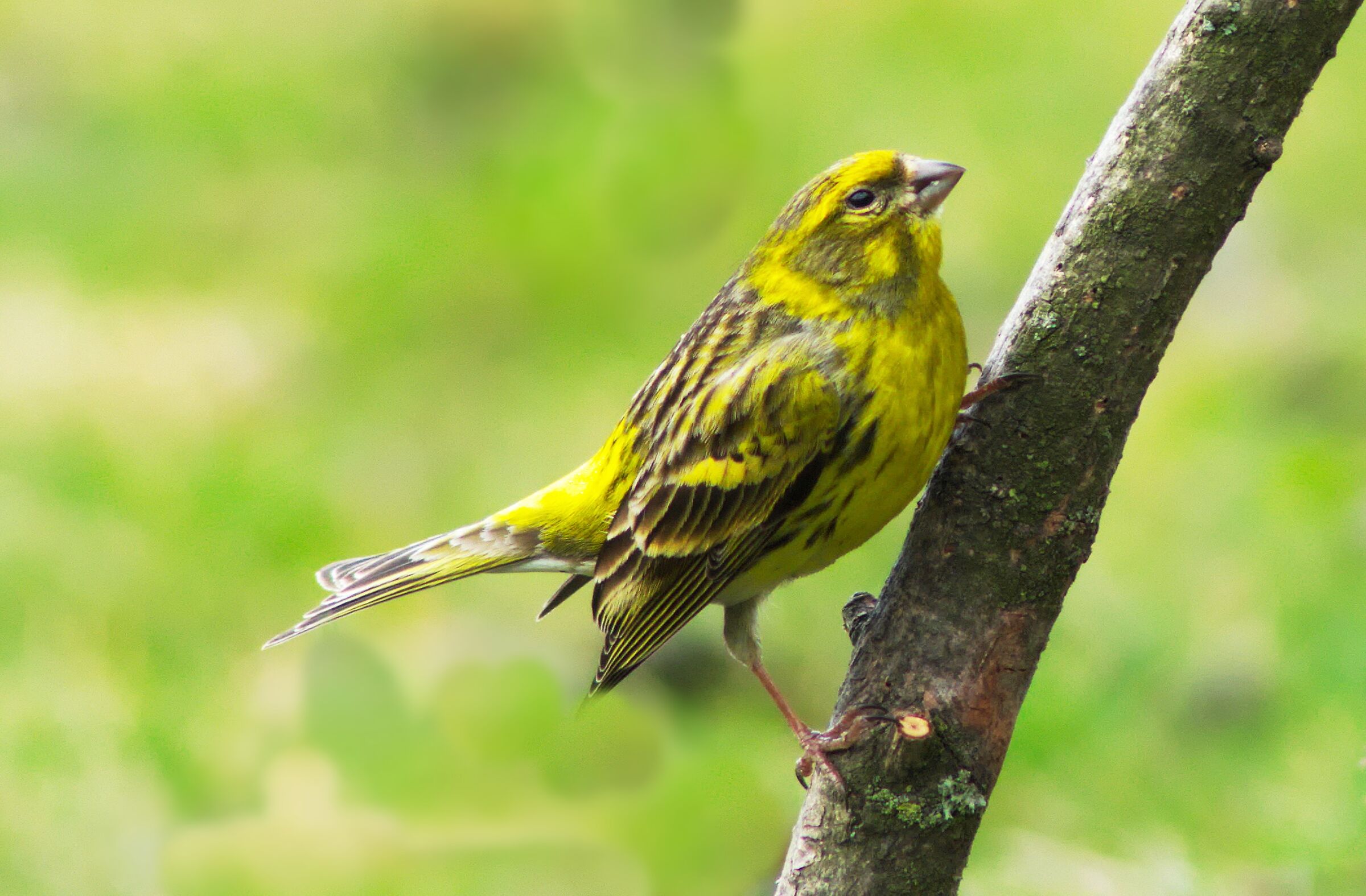 Serin europea