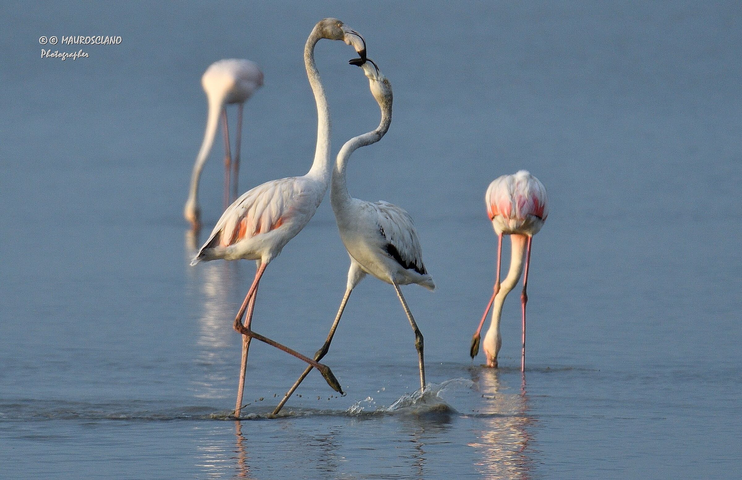 flamingoes