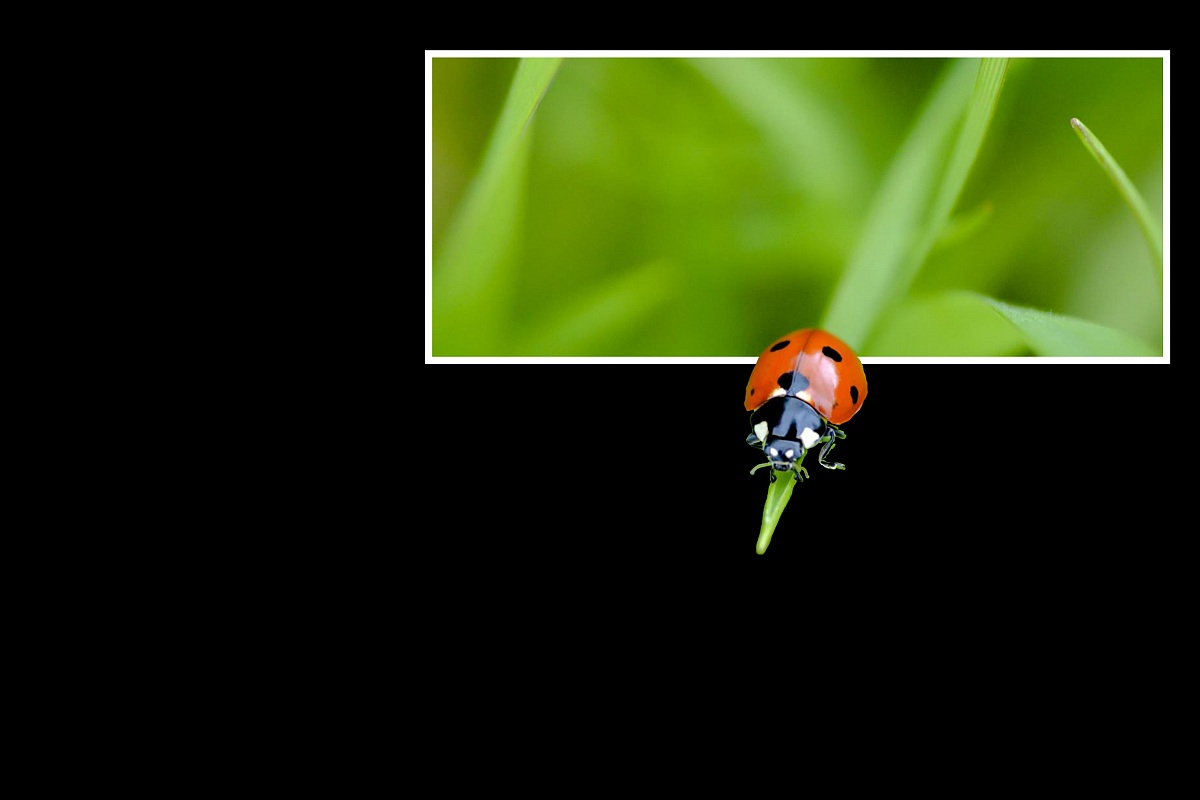 Coccinella
