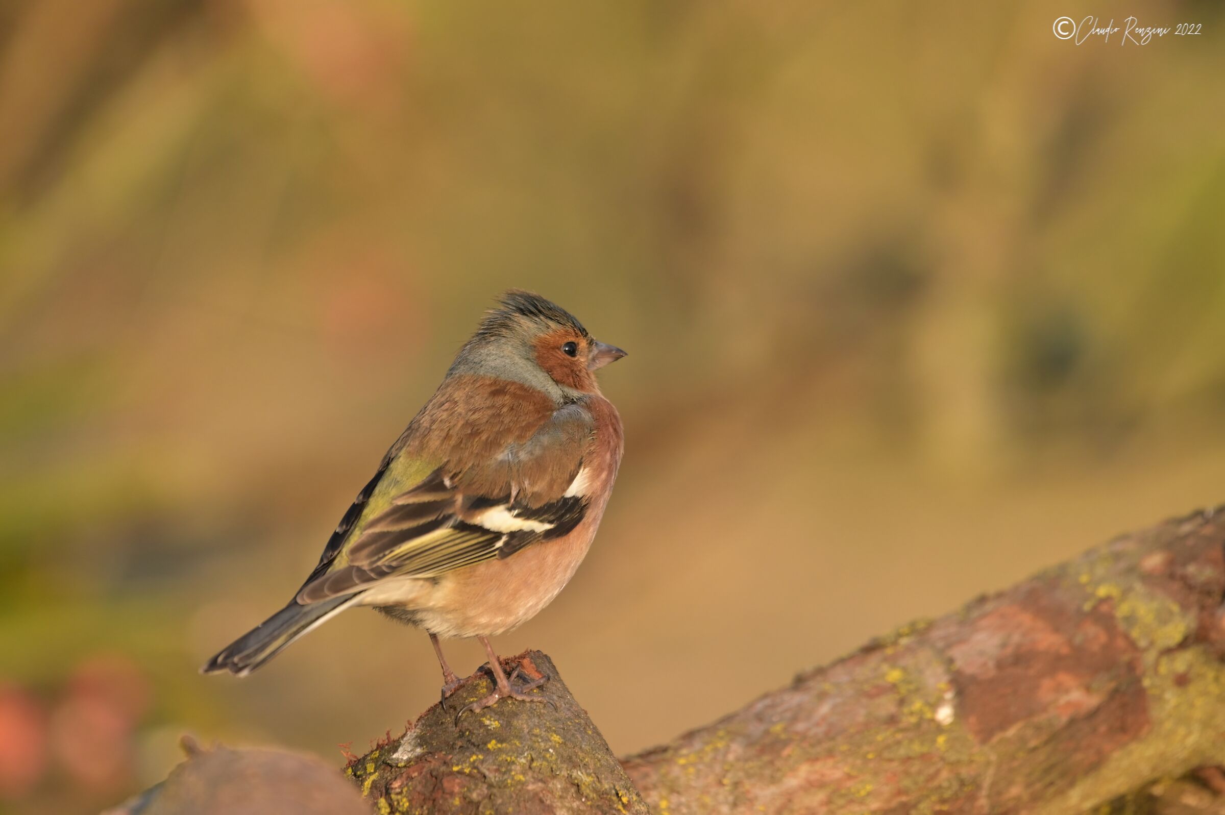 the horizon of the chaffinch