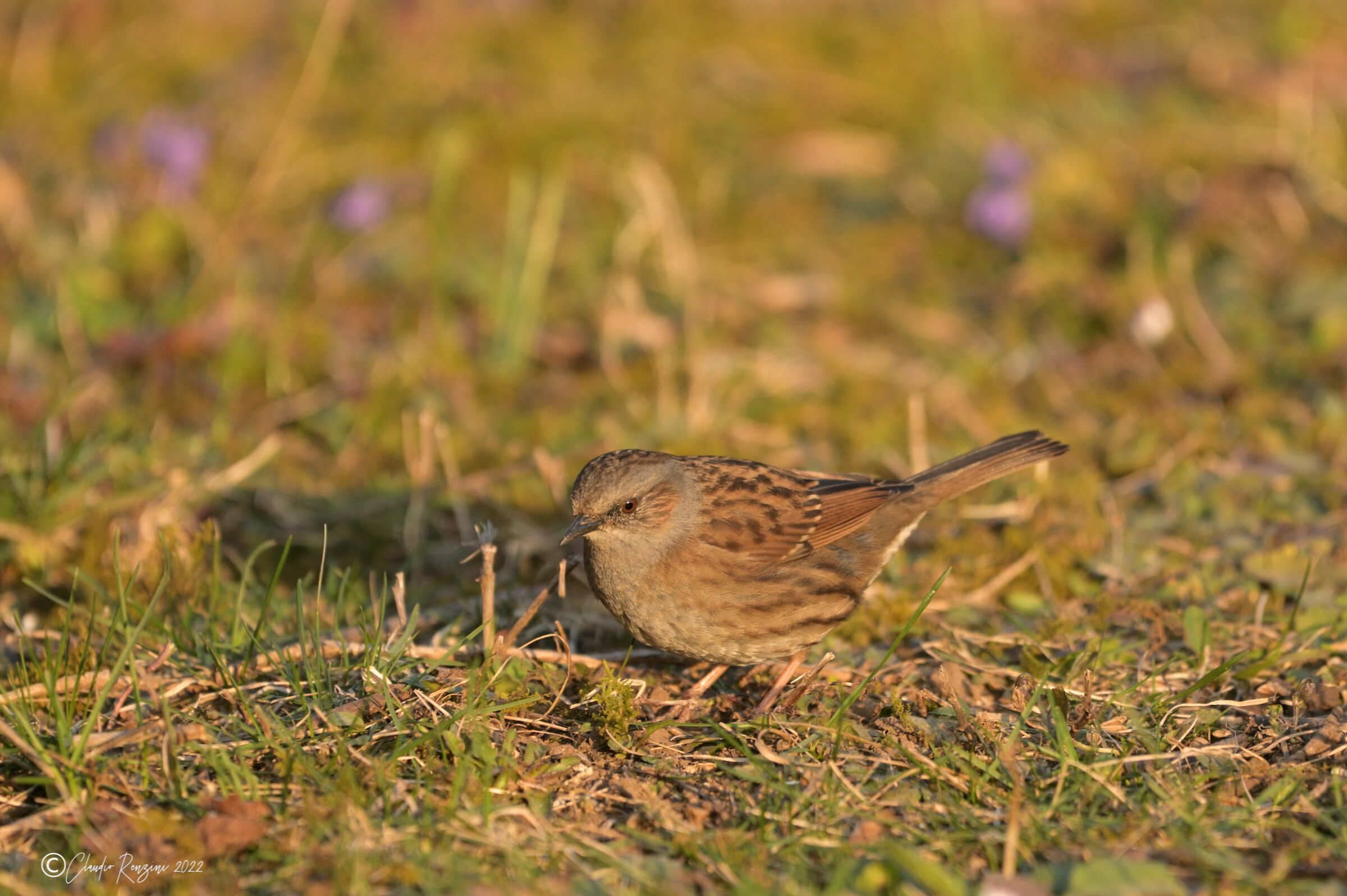 dunnock