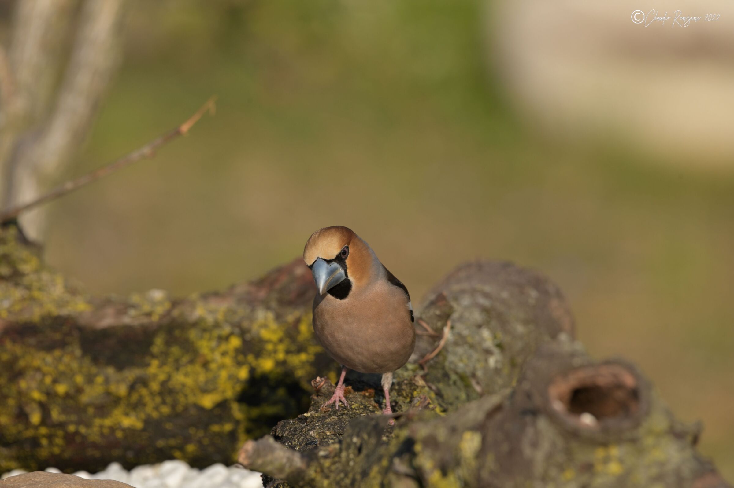 hawfinch