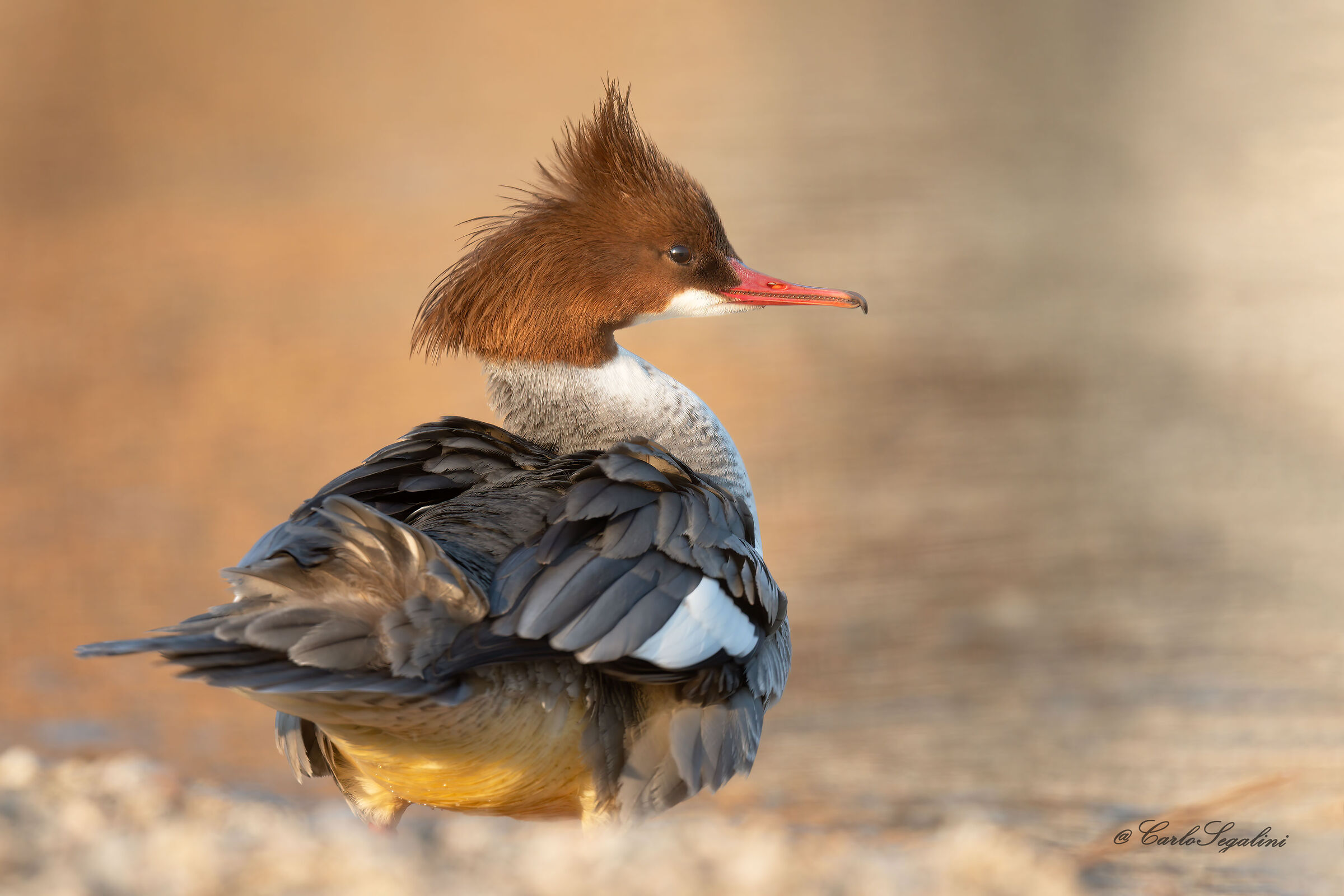 Smergo maggiore femmina