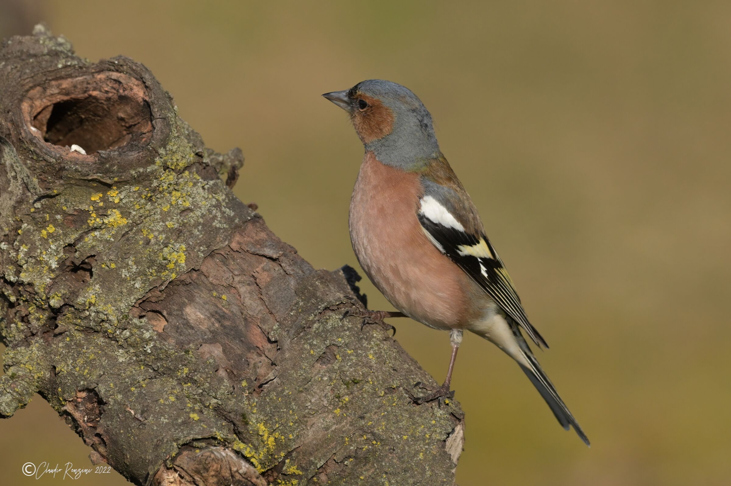 male chaffinch