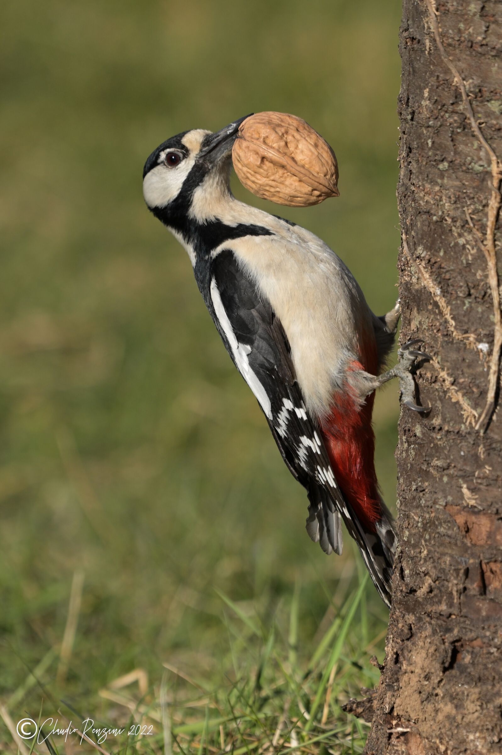 greater red woodpecker with "prey"