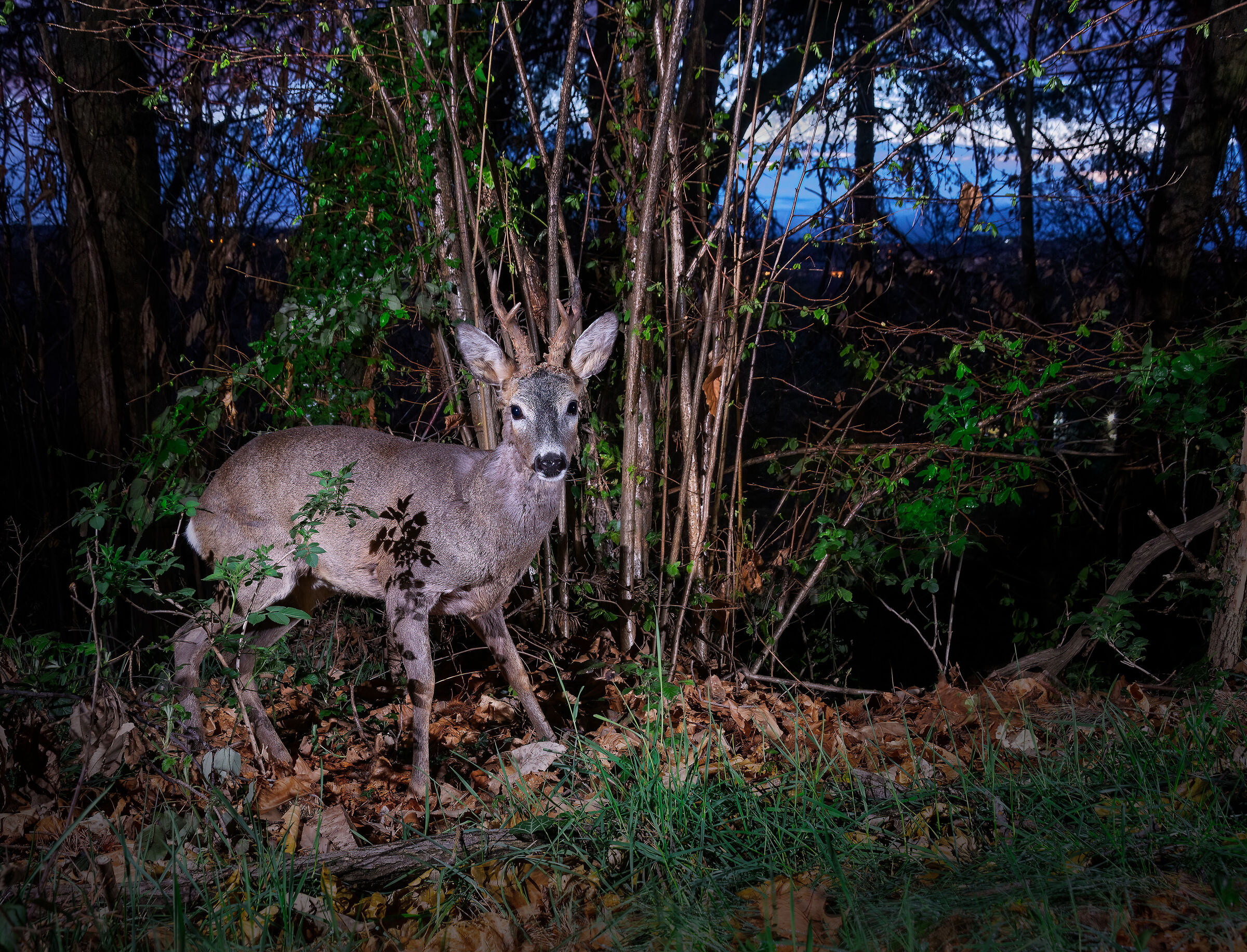 Roe deer