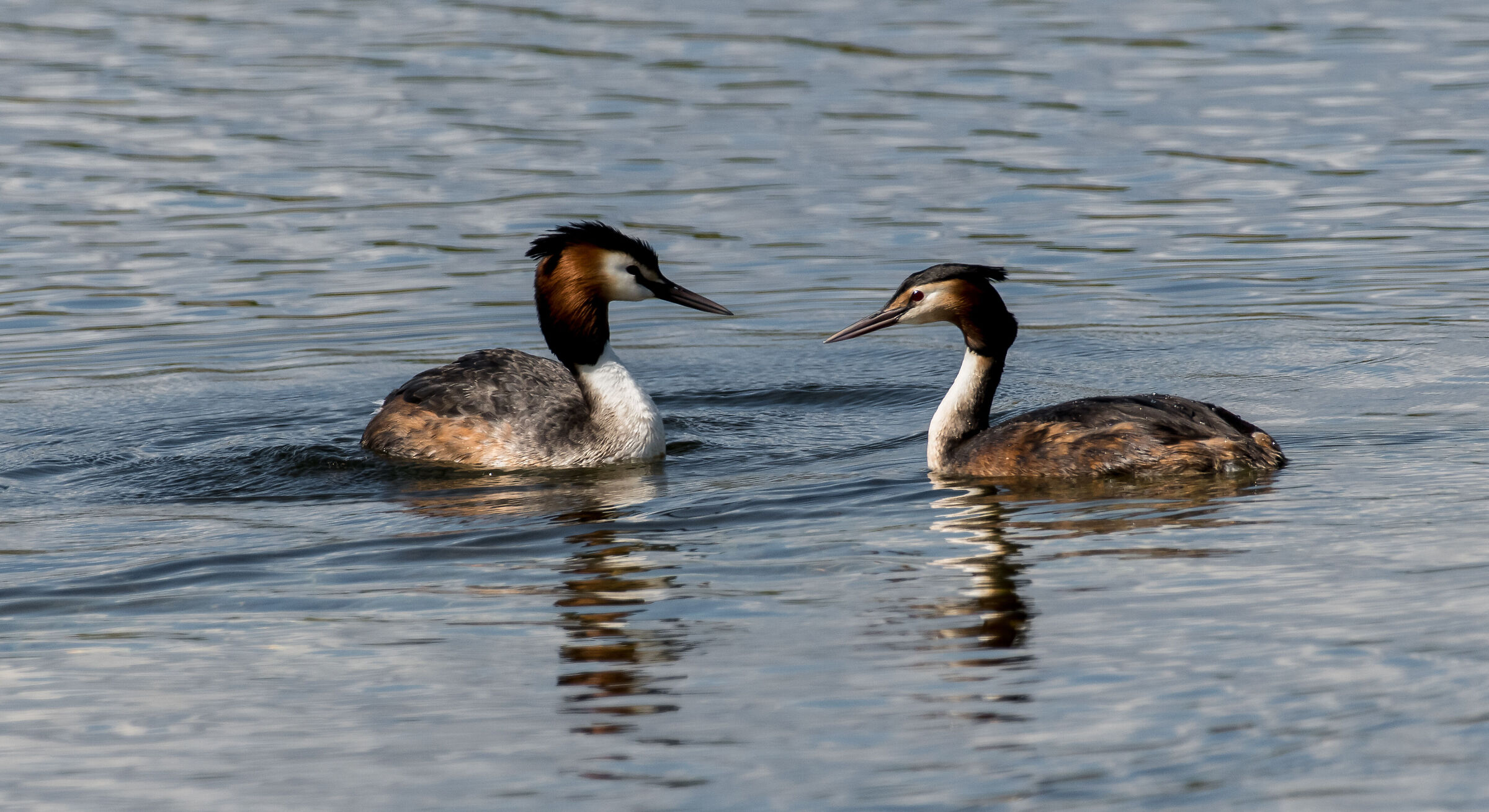 Grebes