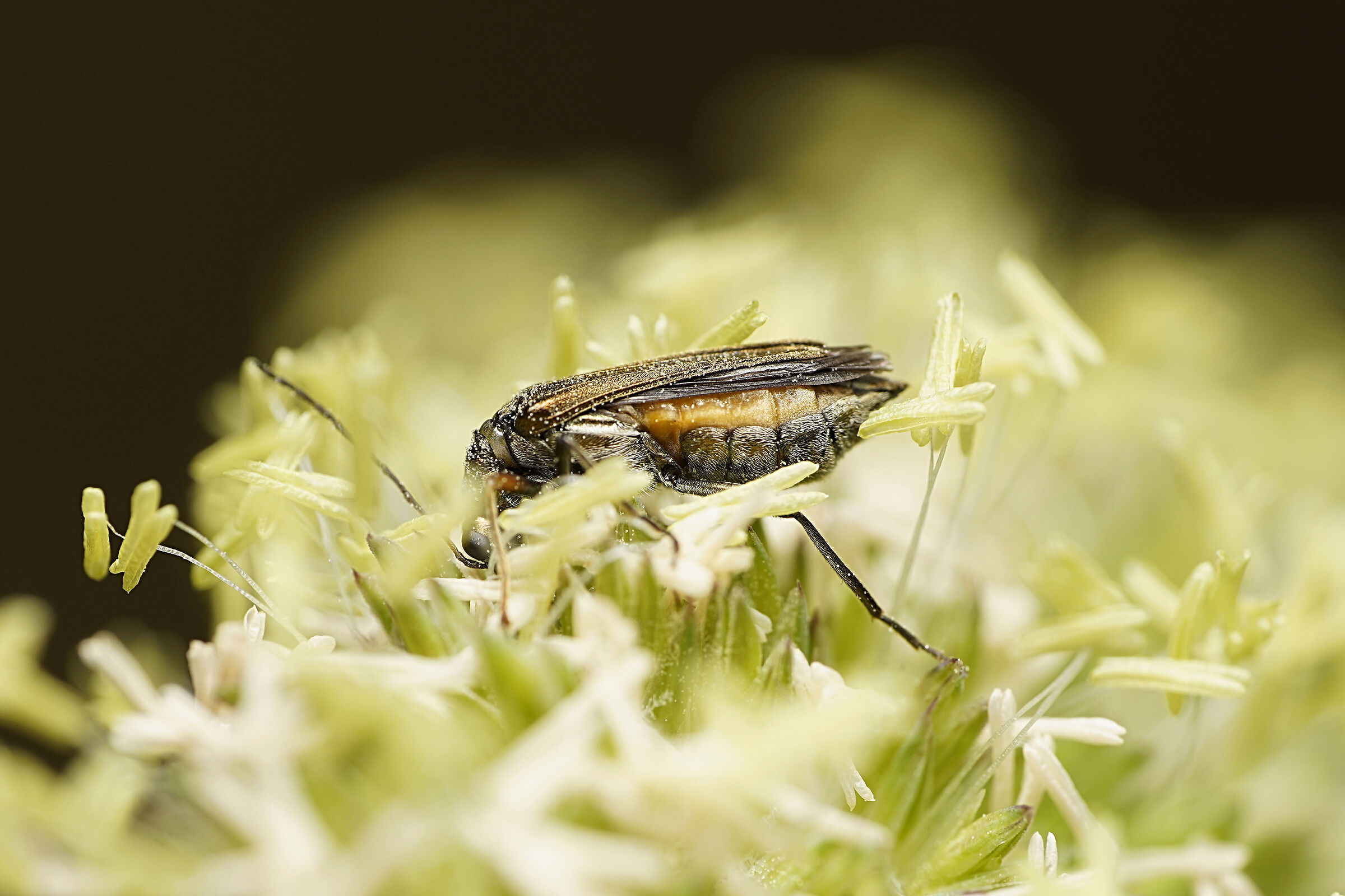 Oedemeridae