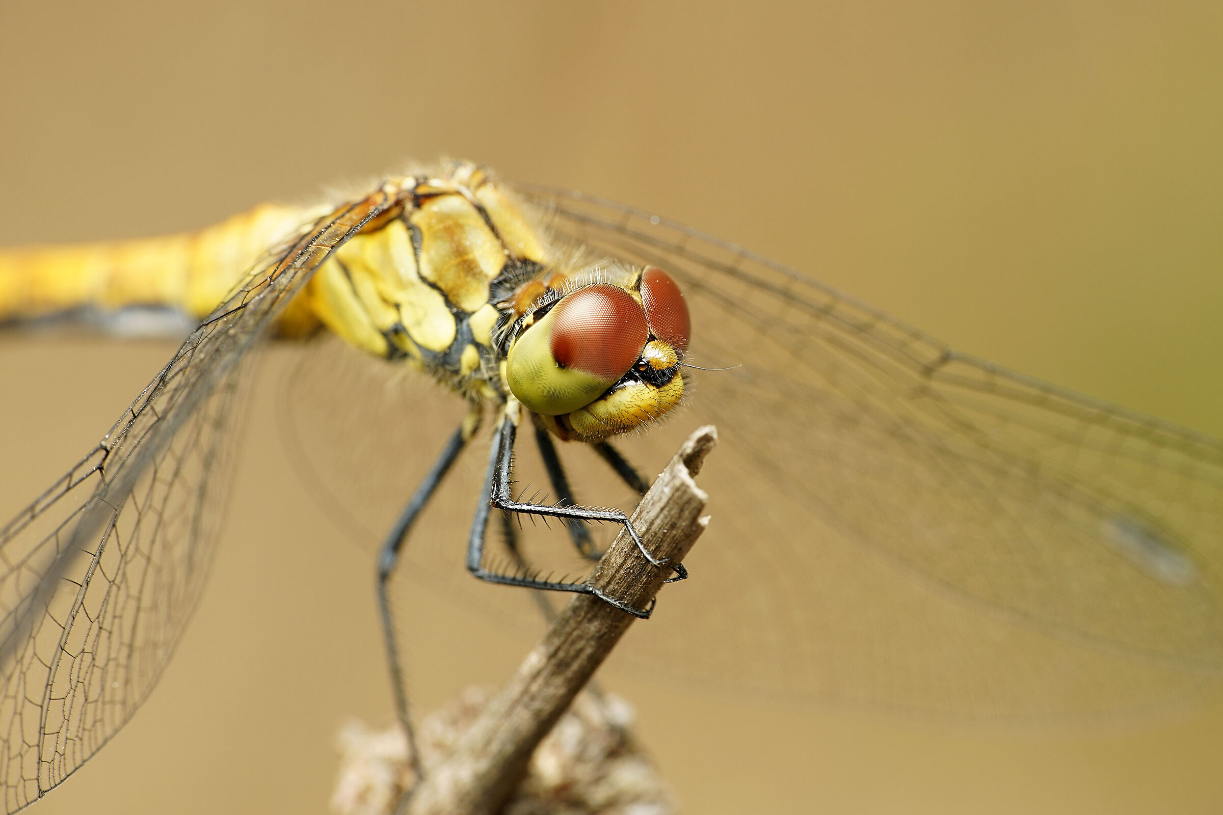 Sympetrum striolatum