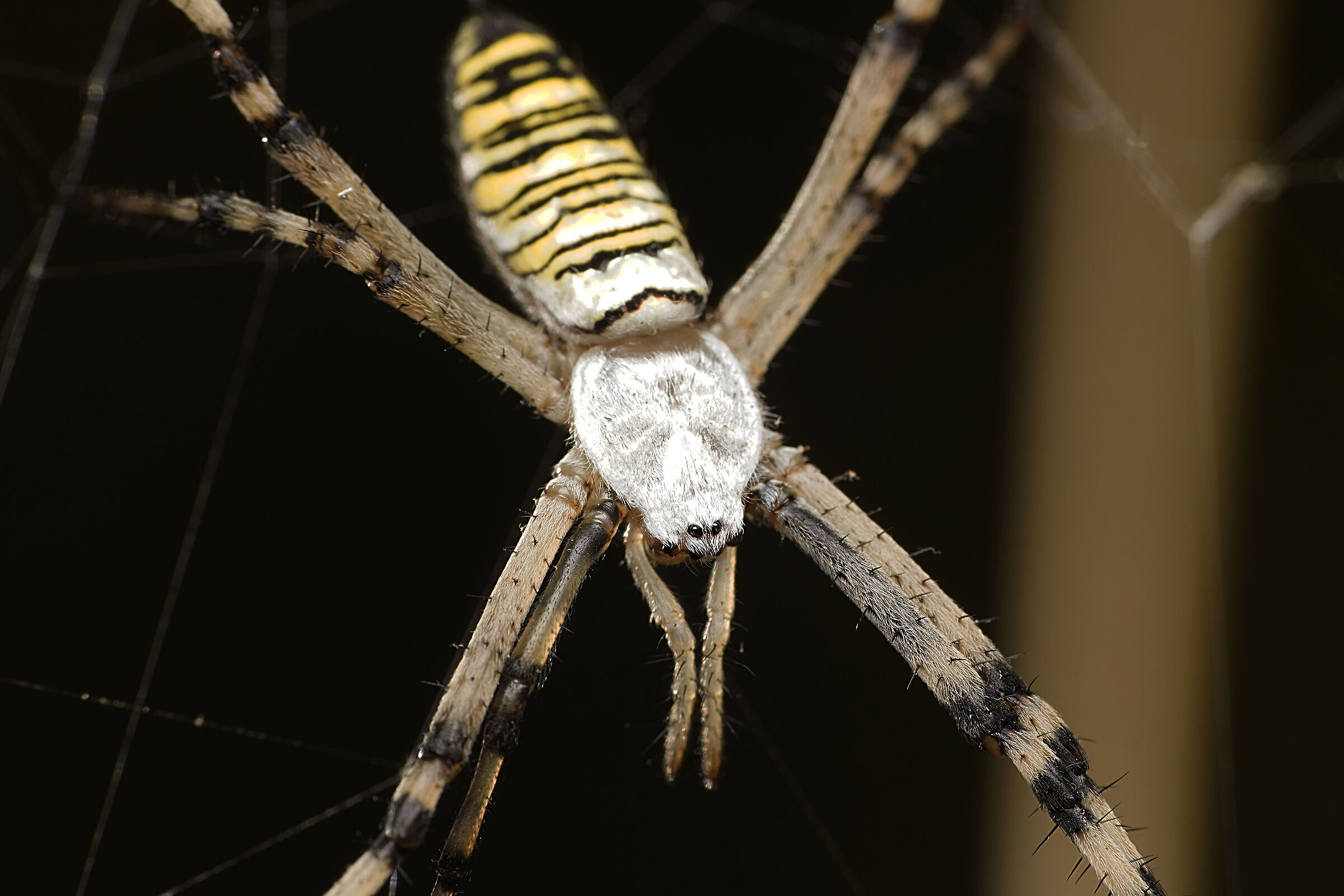 Argiope bruennichi (Female)