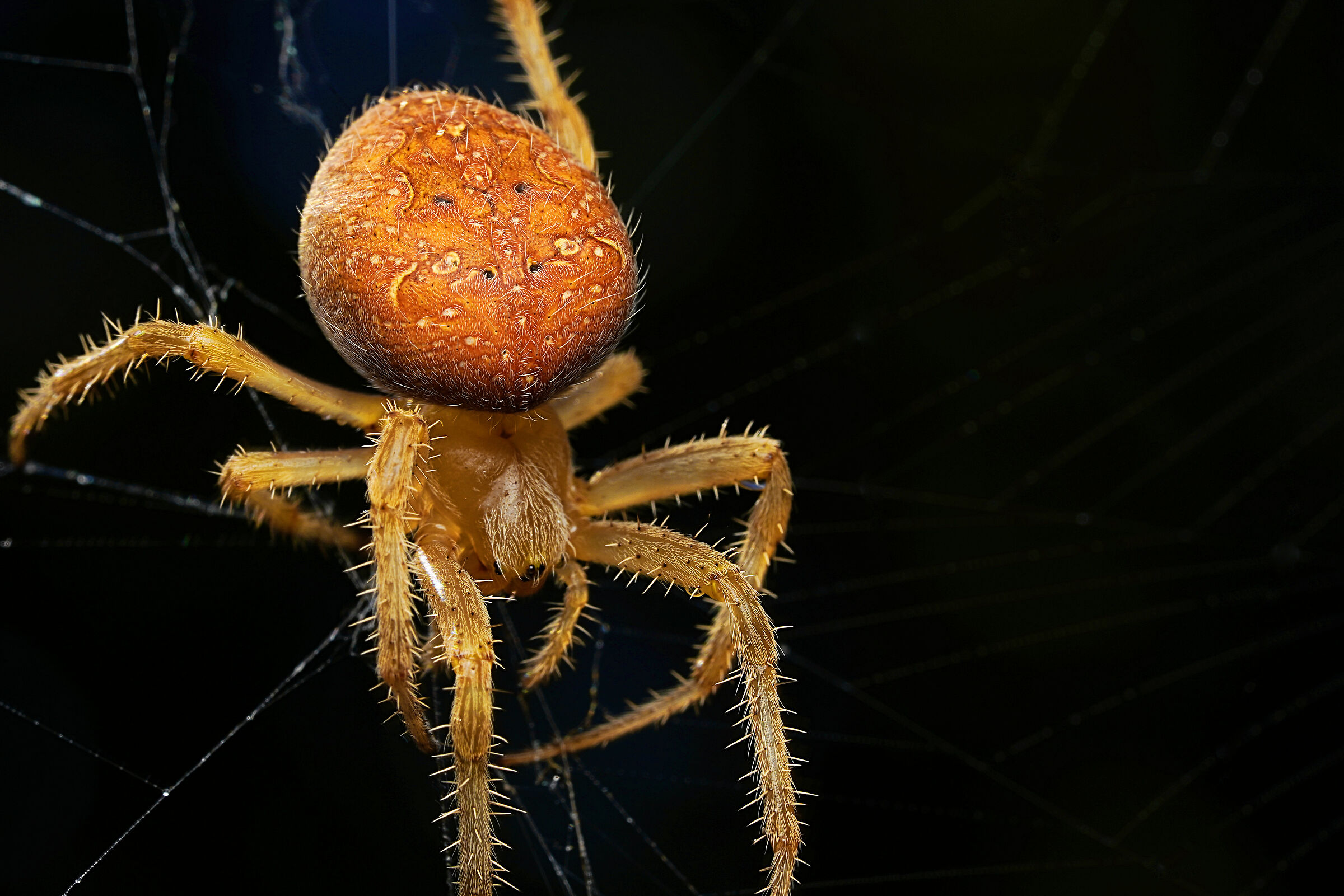 Araneus diadematus