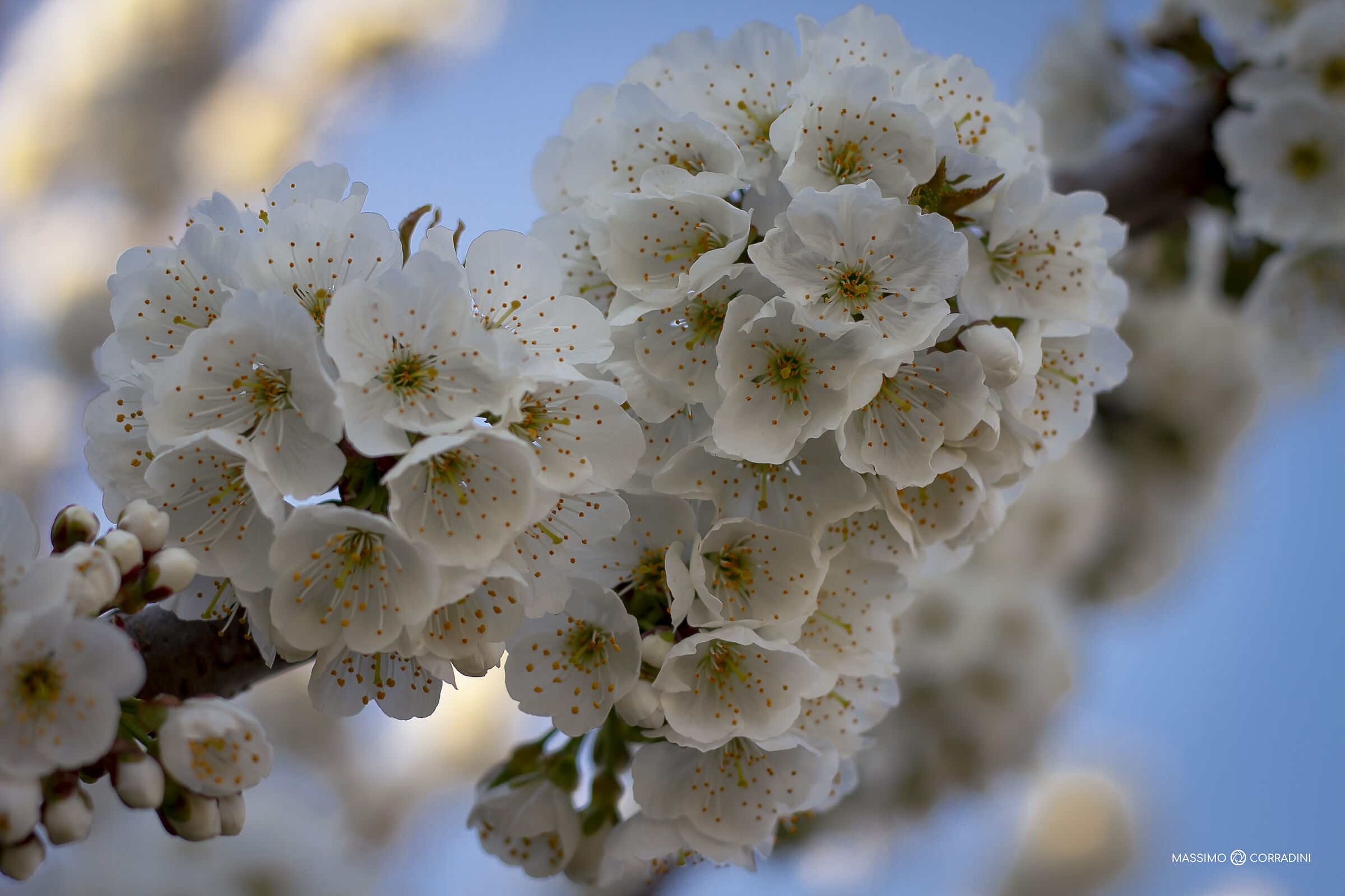 Primavera in arrivo?