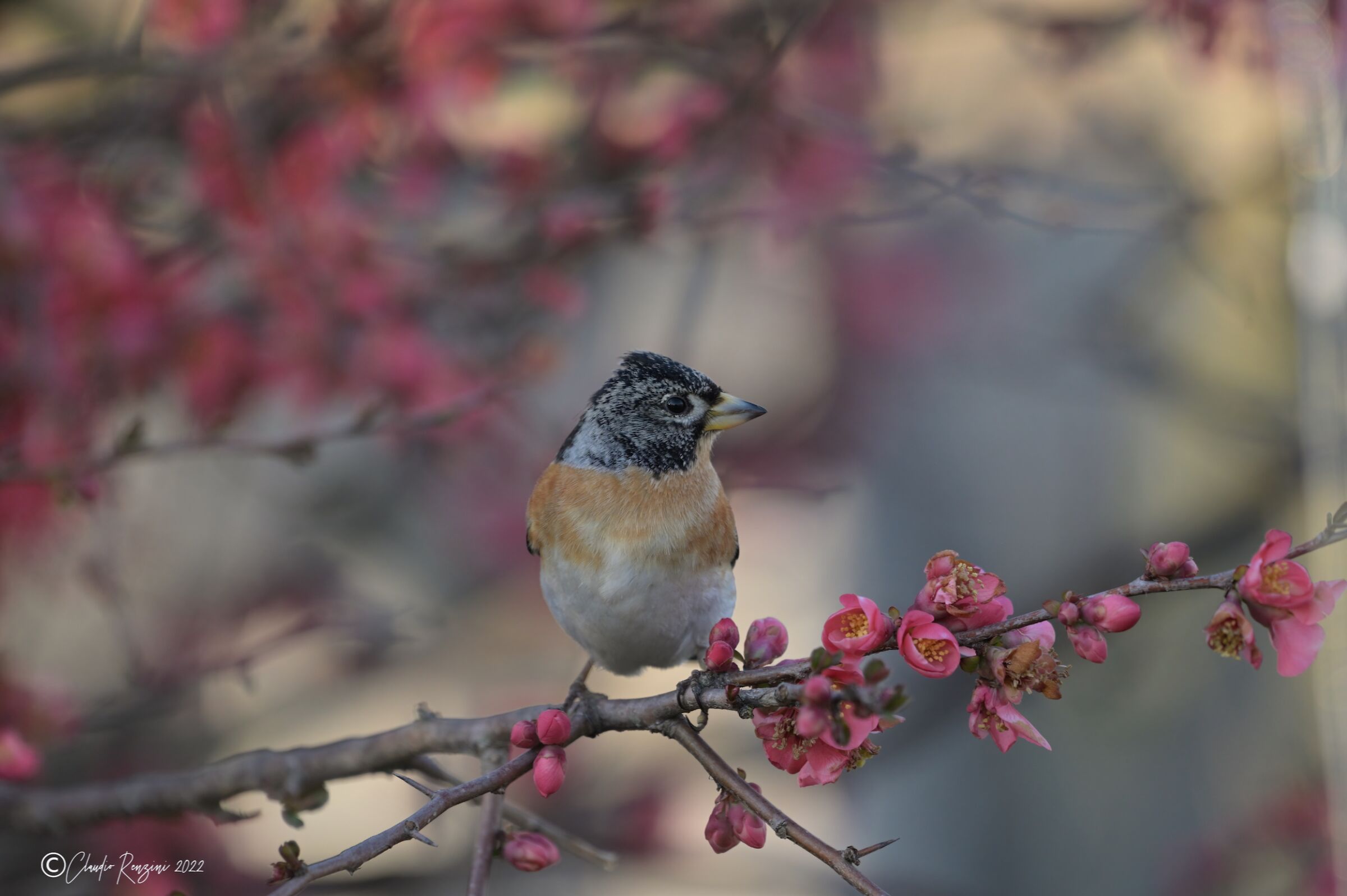 brambling