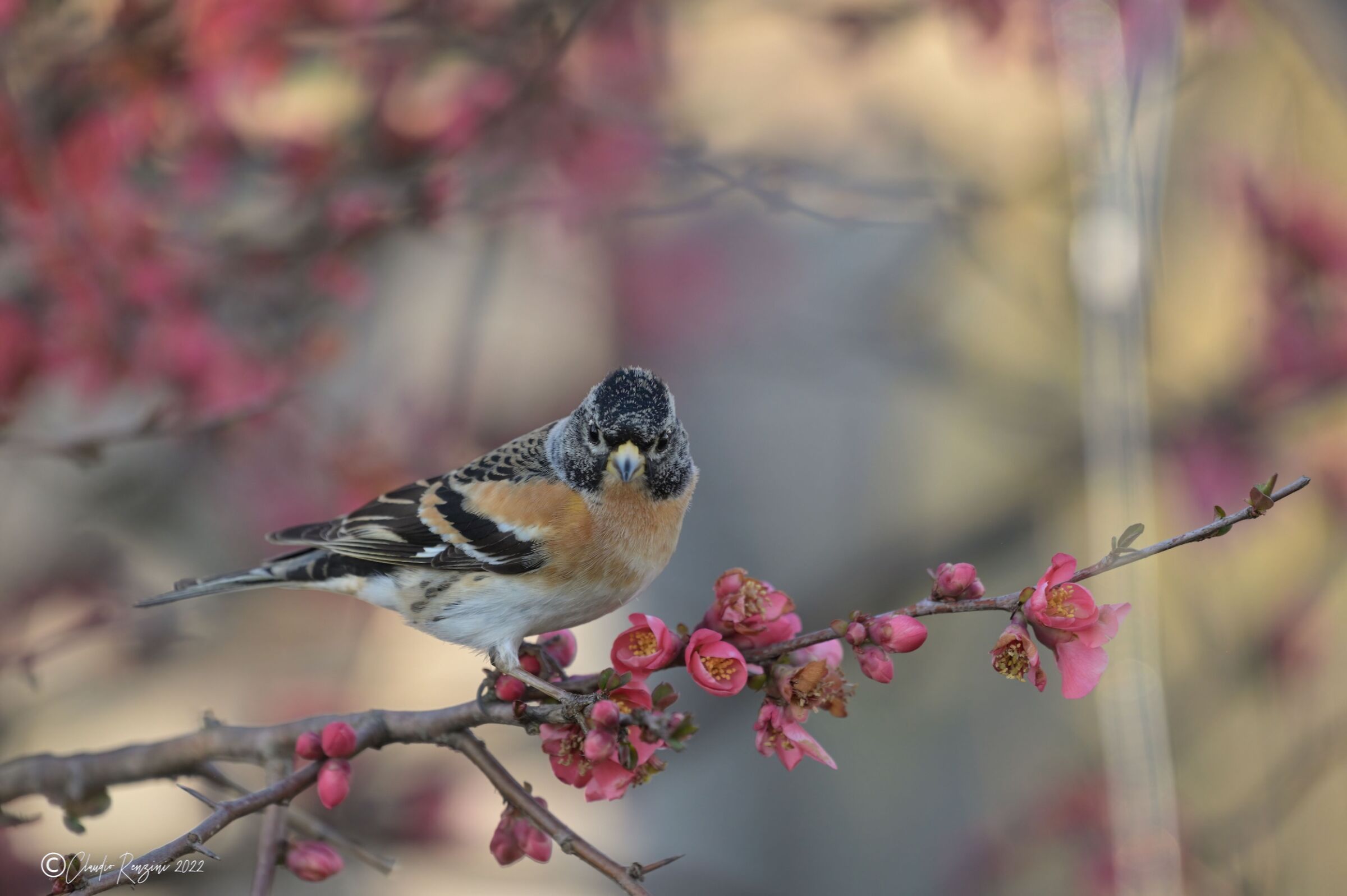 brambling