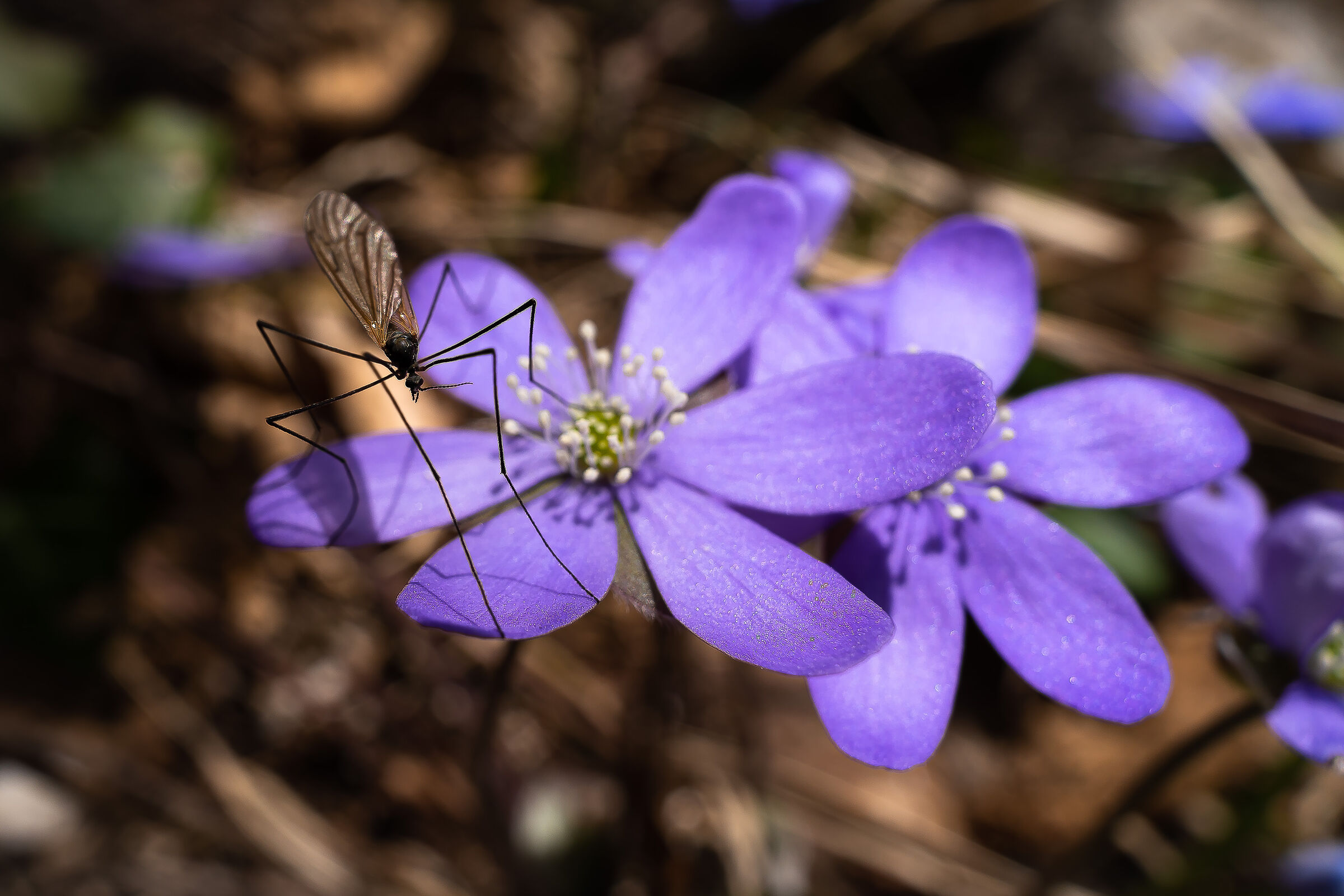 Hepatica nobilis
