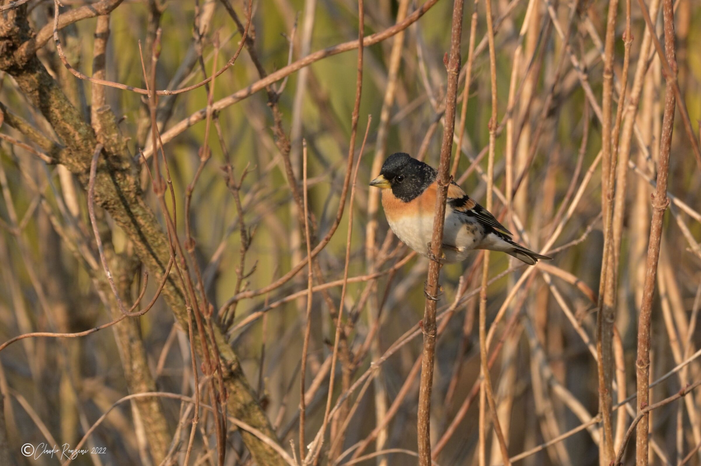 brambling