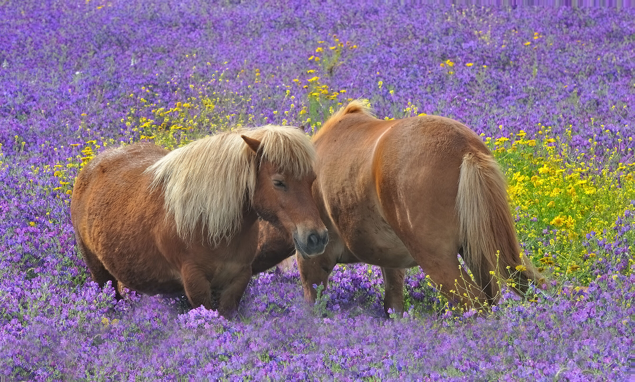 I colori della primavera in Sardegna