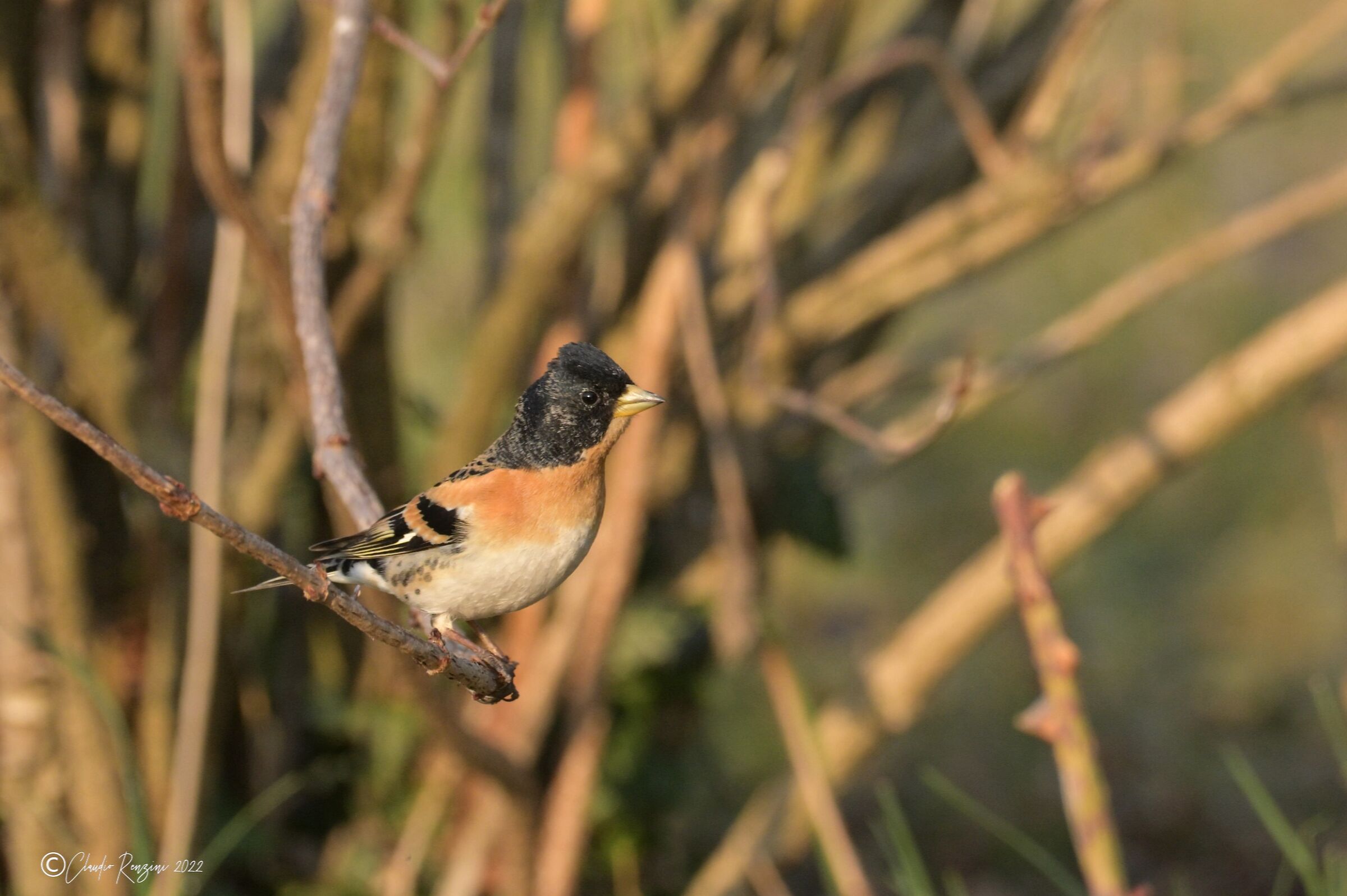 brambling