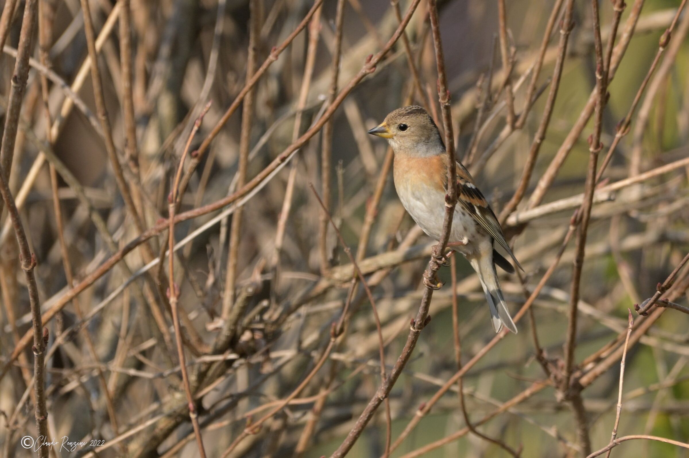 brambling