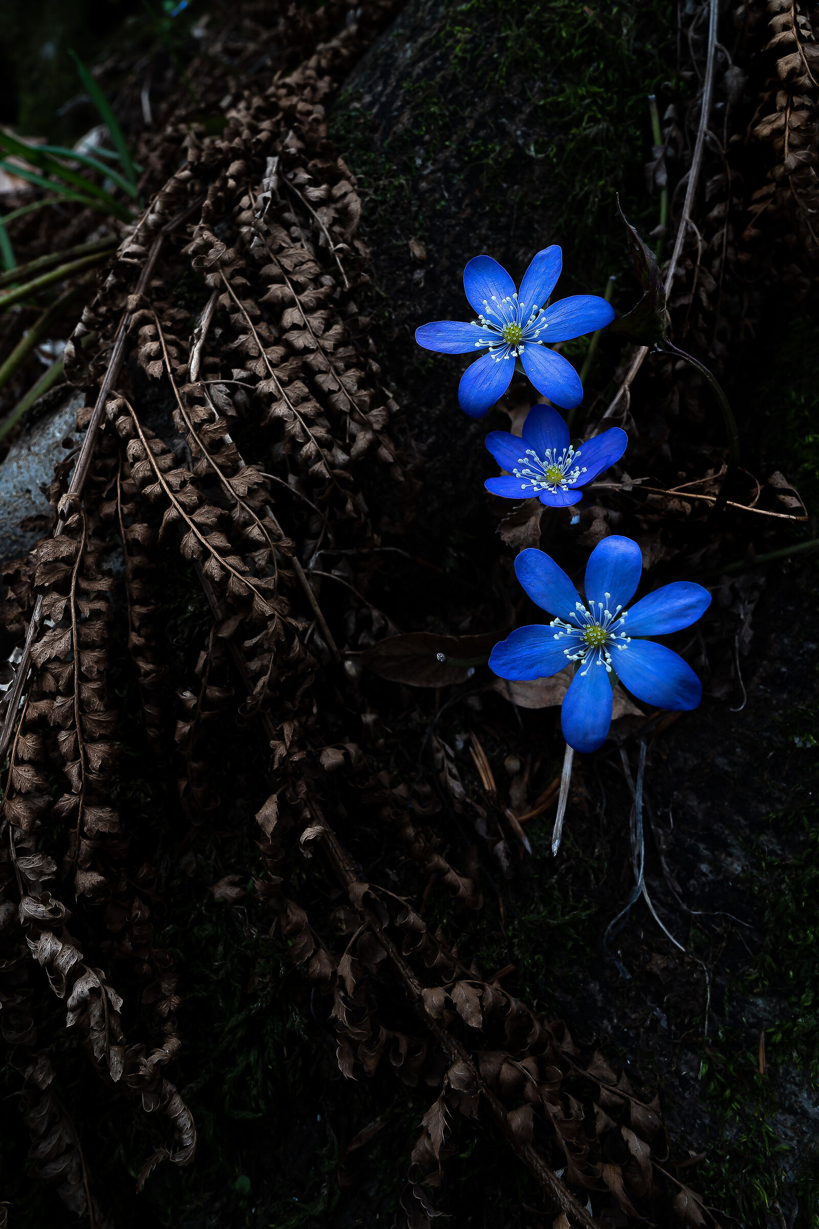 Hepatica nobilis