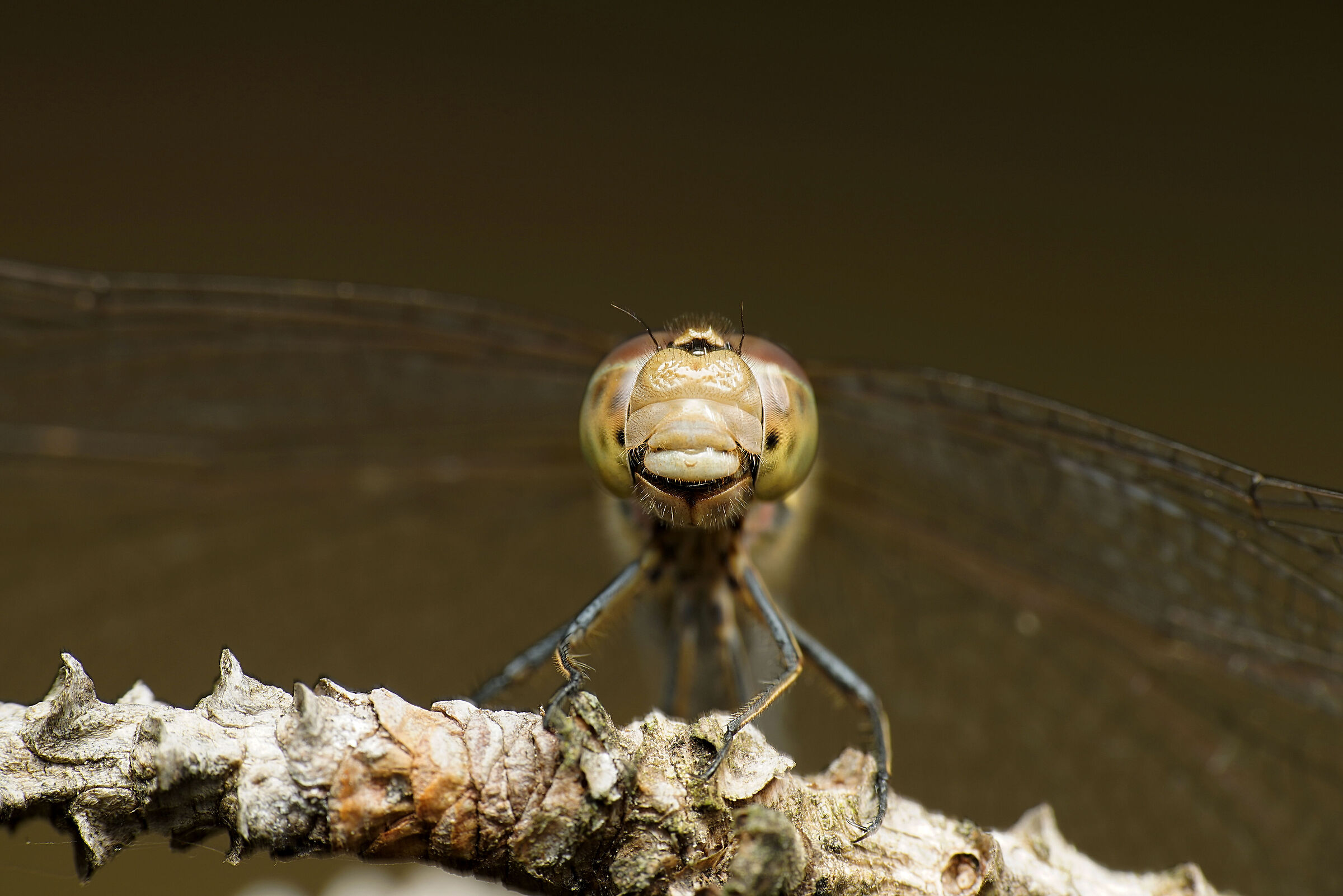 Sympetrum striolatum