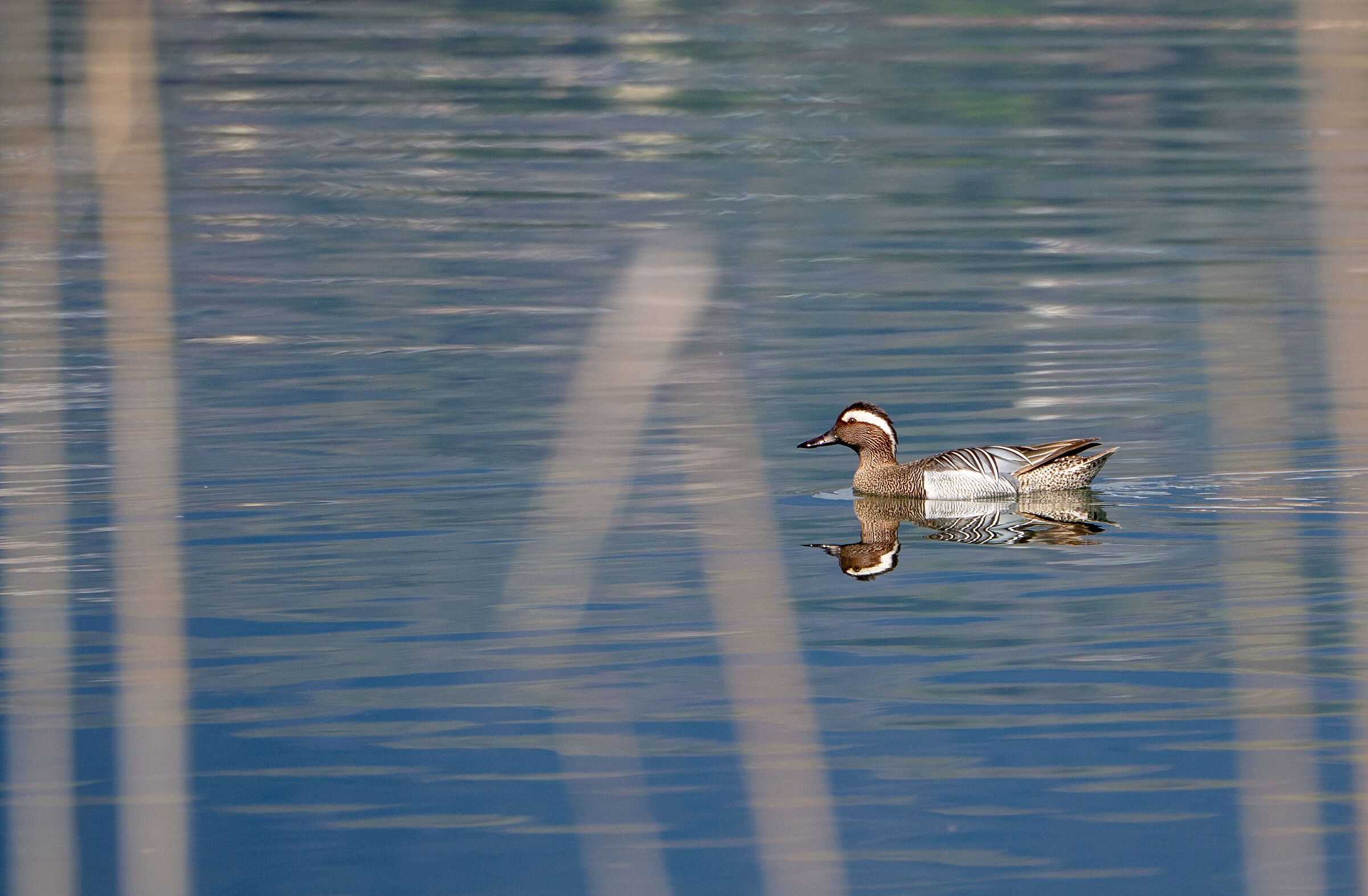 Garganey